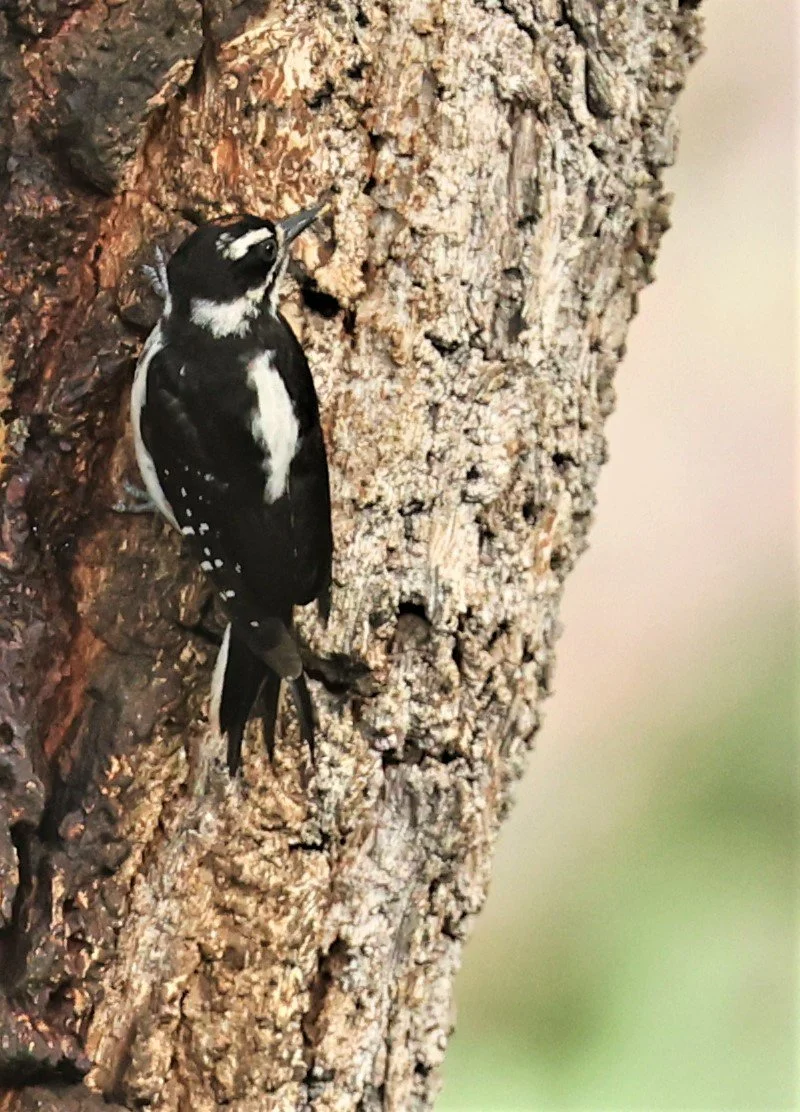Leuconotopicus villosus - HAIRY WOODPECKER - CAVE CREEK ARIZONA AUGUST 2022 (4).jpg