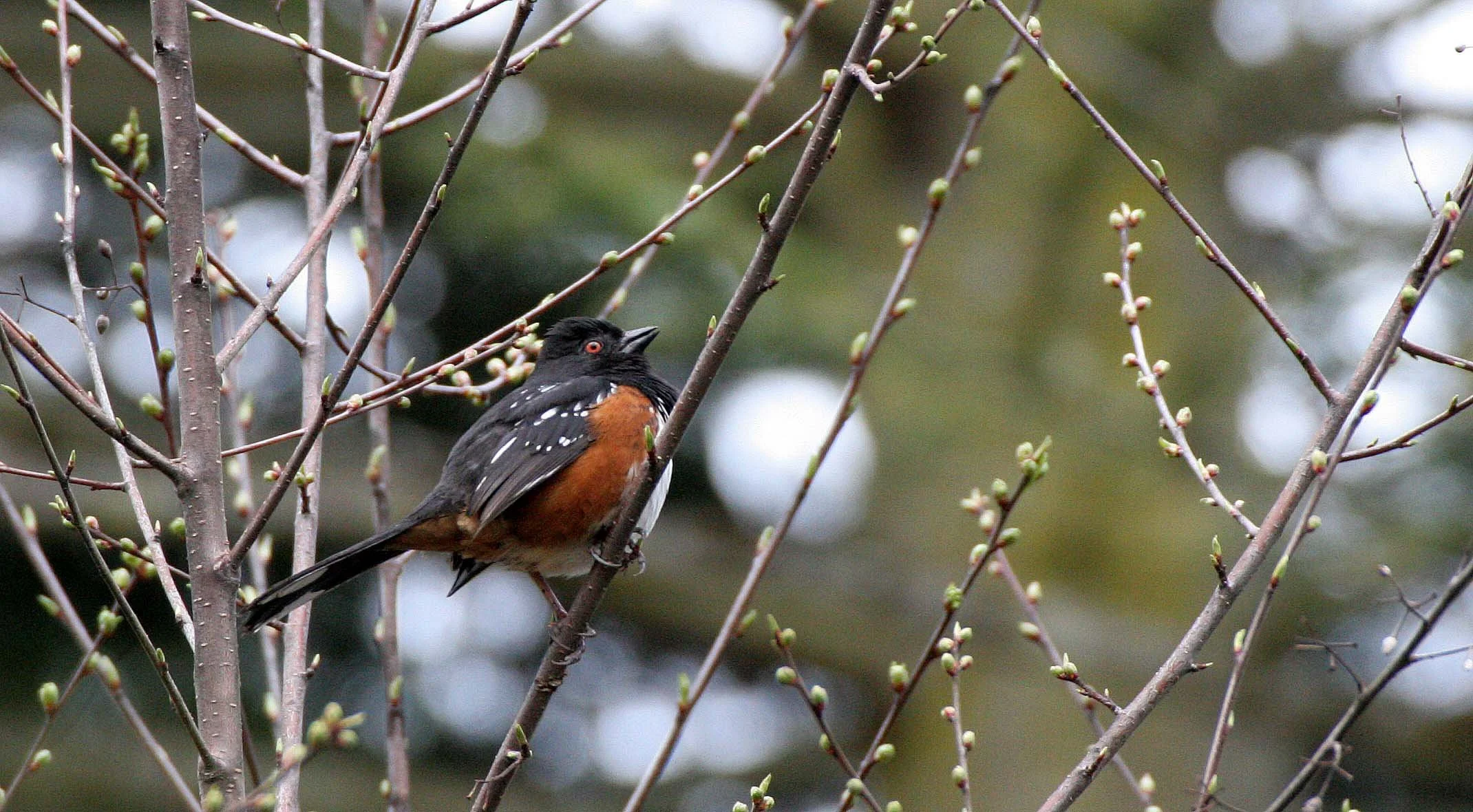 BIRD - TOWHEE - SPOTTED TOWHEE - LAKE FARM WA.JPG