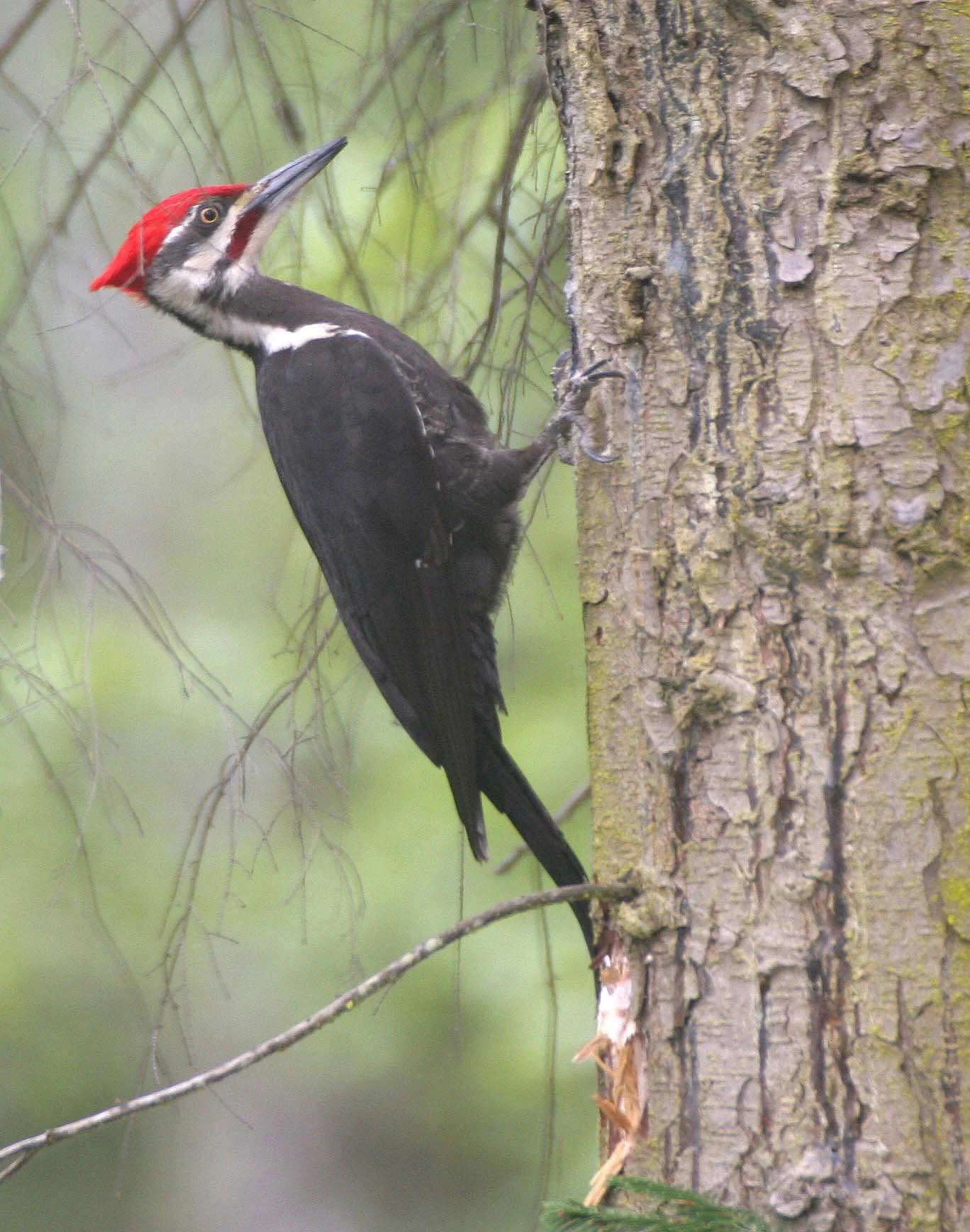 BIRD - WOODPECKER - PILEATED WOODPECKER - GASMAN (30).jpg