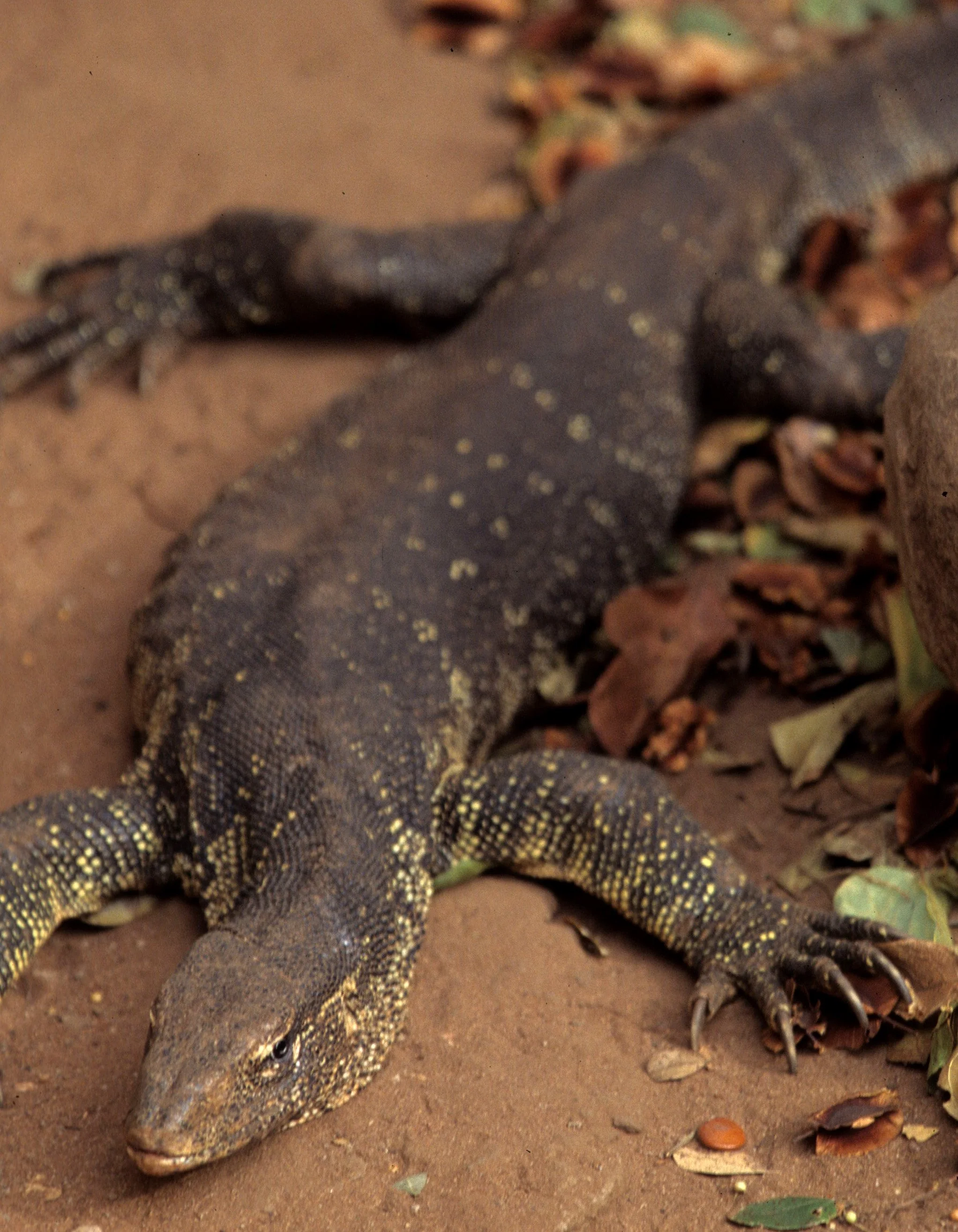 REPTILE- MONITOR LIZARD - SHABA E.jpg
