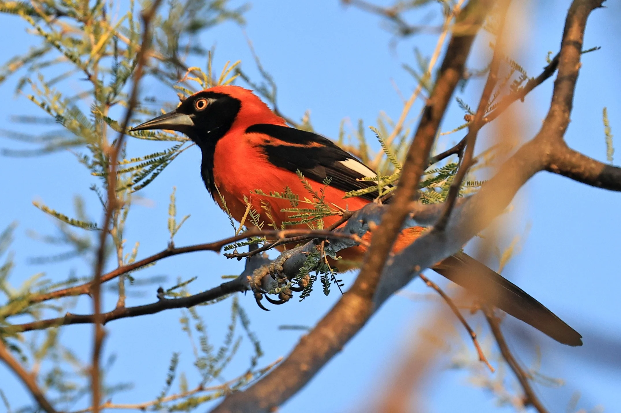 Orange-backed Troupial (Icterus croconotus) Parque Nacional Teniente Agripino Enciso (1 (29).jpg