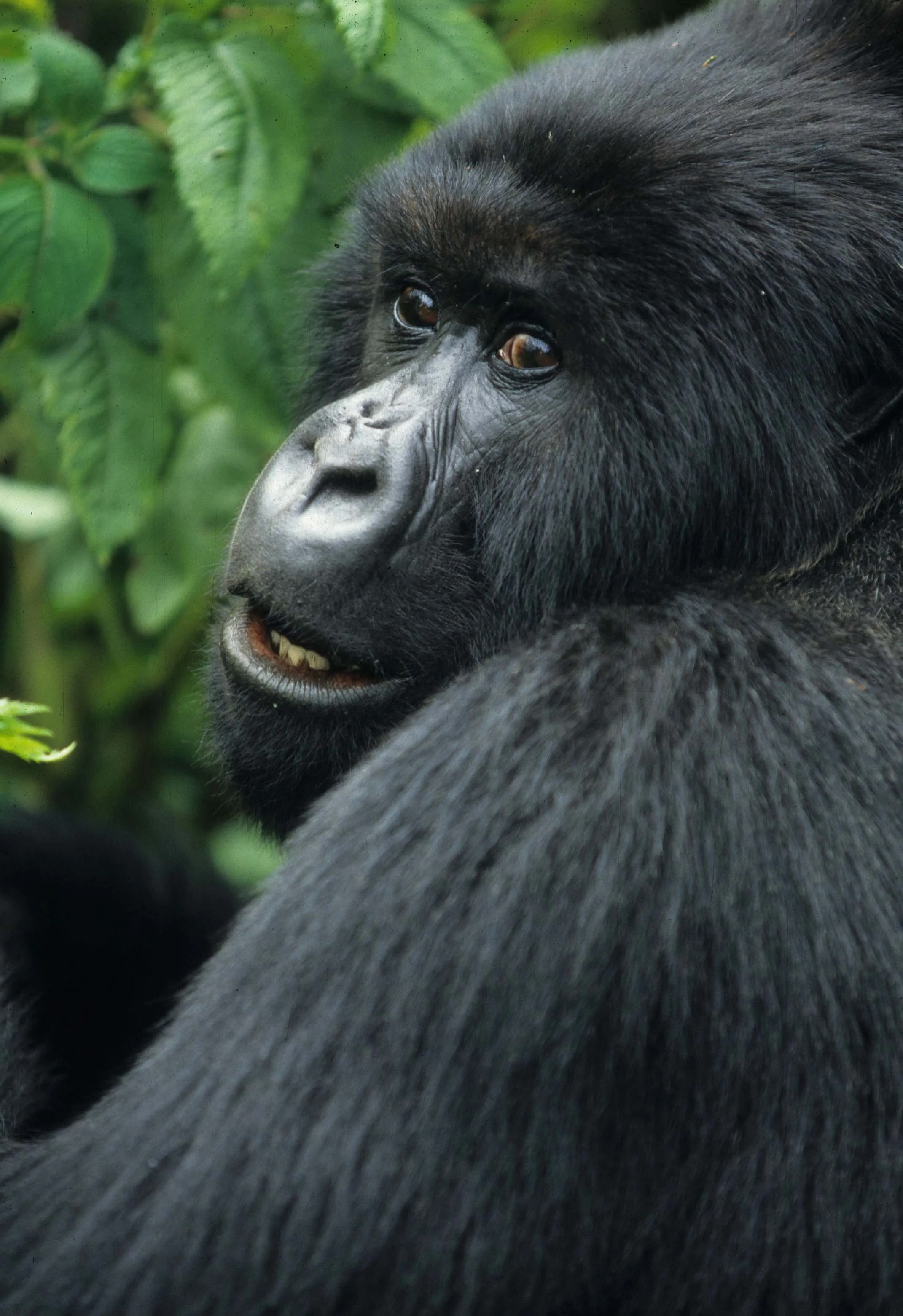 PRIMATE - GORILLA-RWANDA PARC DU VULCANS (25).jpg
