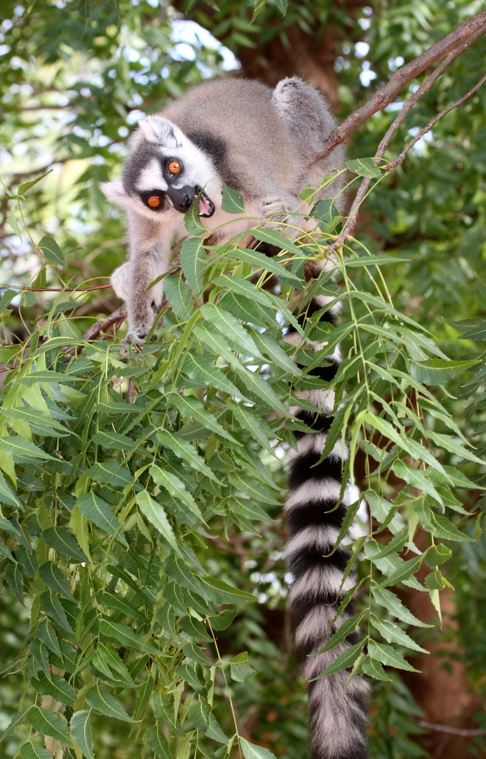 LEMURIDAE - Lemur catta - RING-TAILED LEMUR - BERENTY RESERVE MADAGASCAR (19).JPG