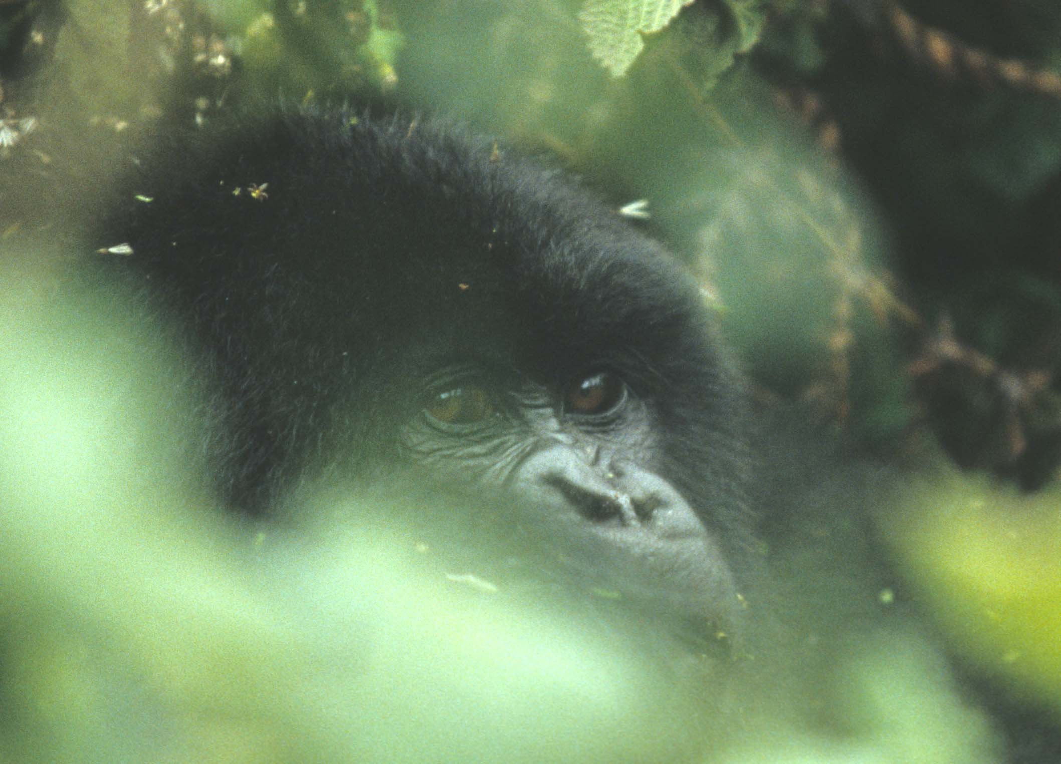 PRIMATE - GORILLA-RWANDA PARC DU VULCANS (8).jpg