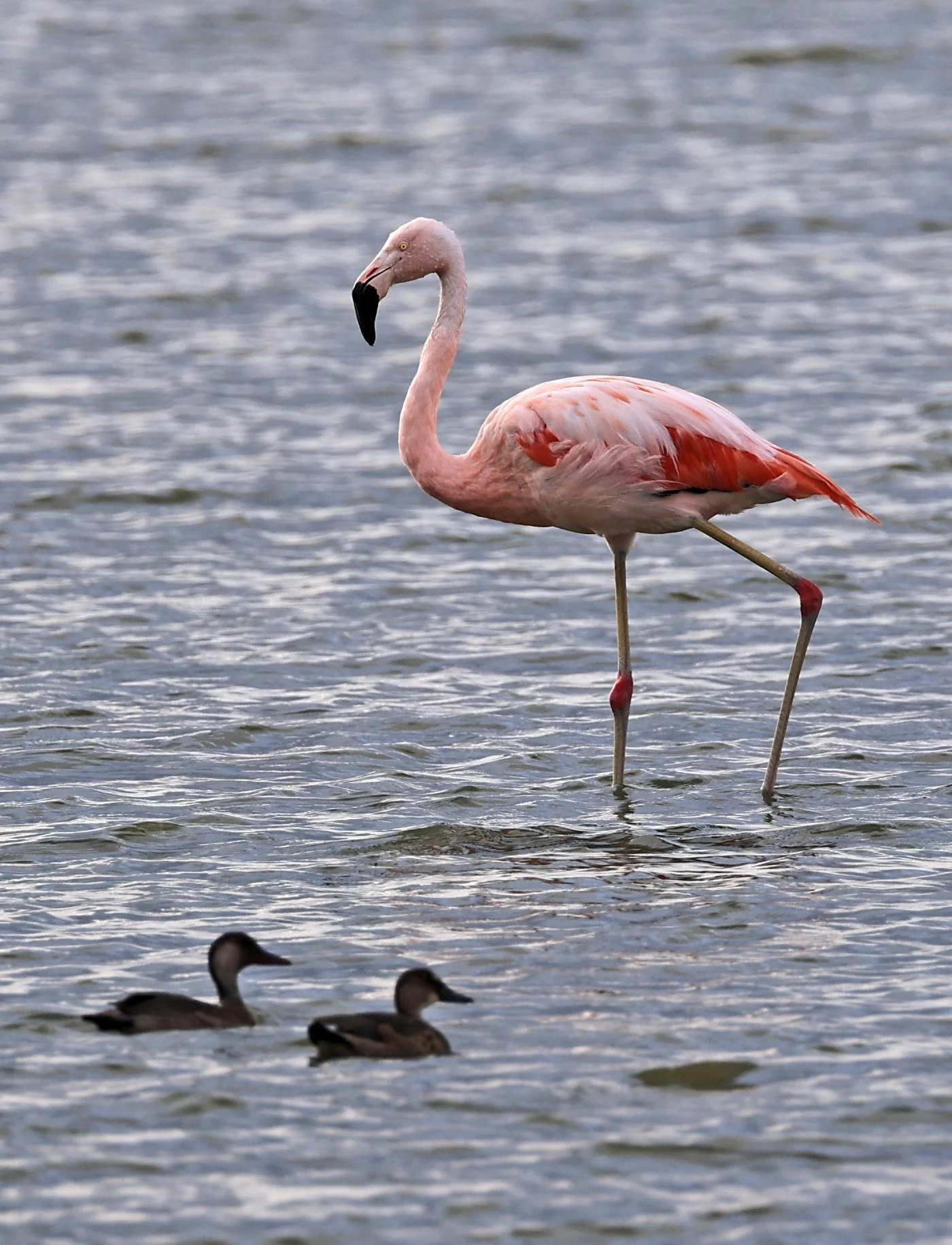 Chilean Flamingo (Phoenicopterus chilensis) Chaco Lodge & Laguna Salada Paraguay (20).jpg
