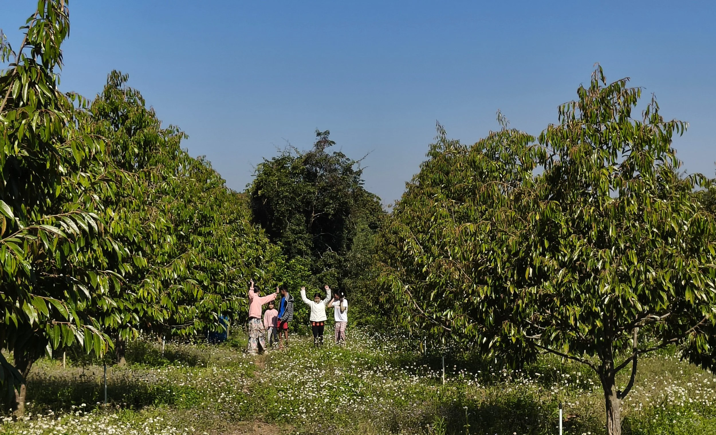 Ngao Durian Farm January 1 2026 (4).jpg