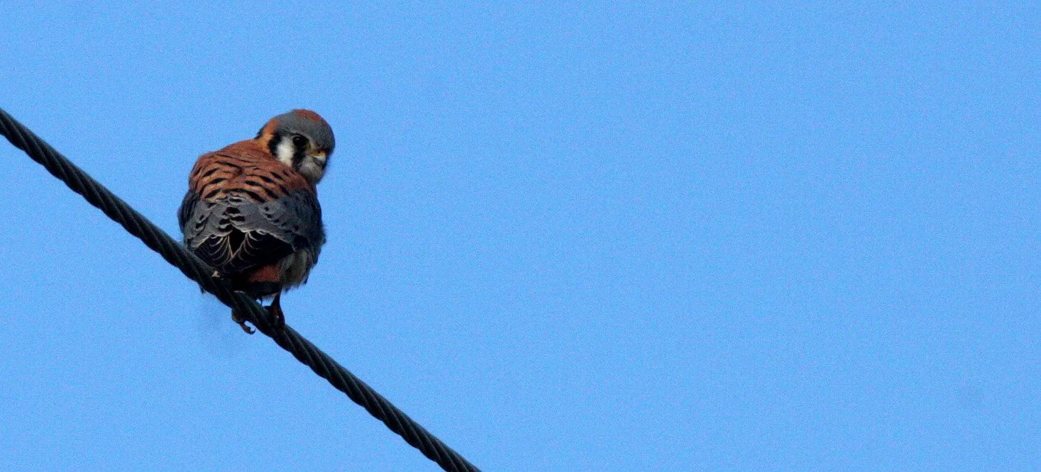BIRD - AMERICAN KESTREL - SEQUIM SIDE ROADS WA (3).JPG