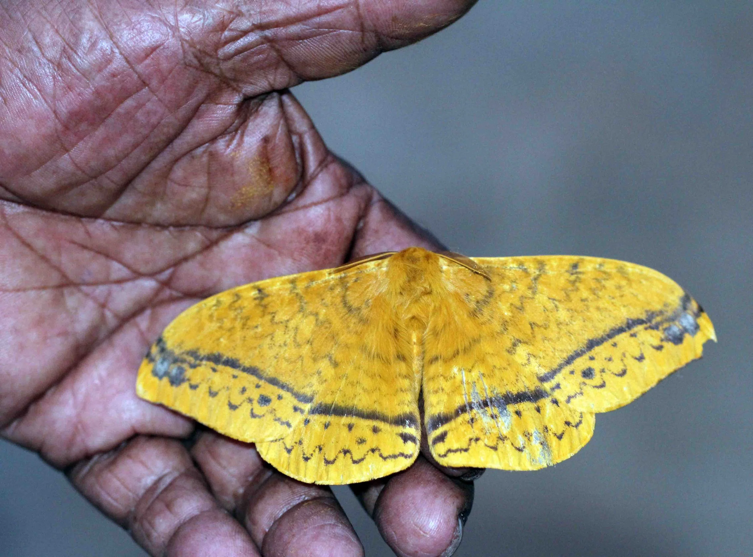 Saturniidae - Unidentified Species - Sinharaja, Sri Lanka 