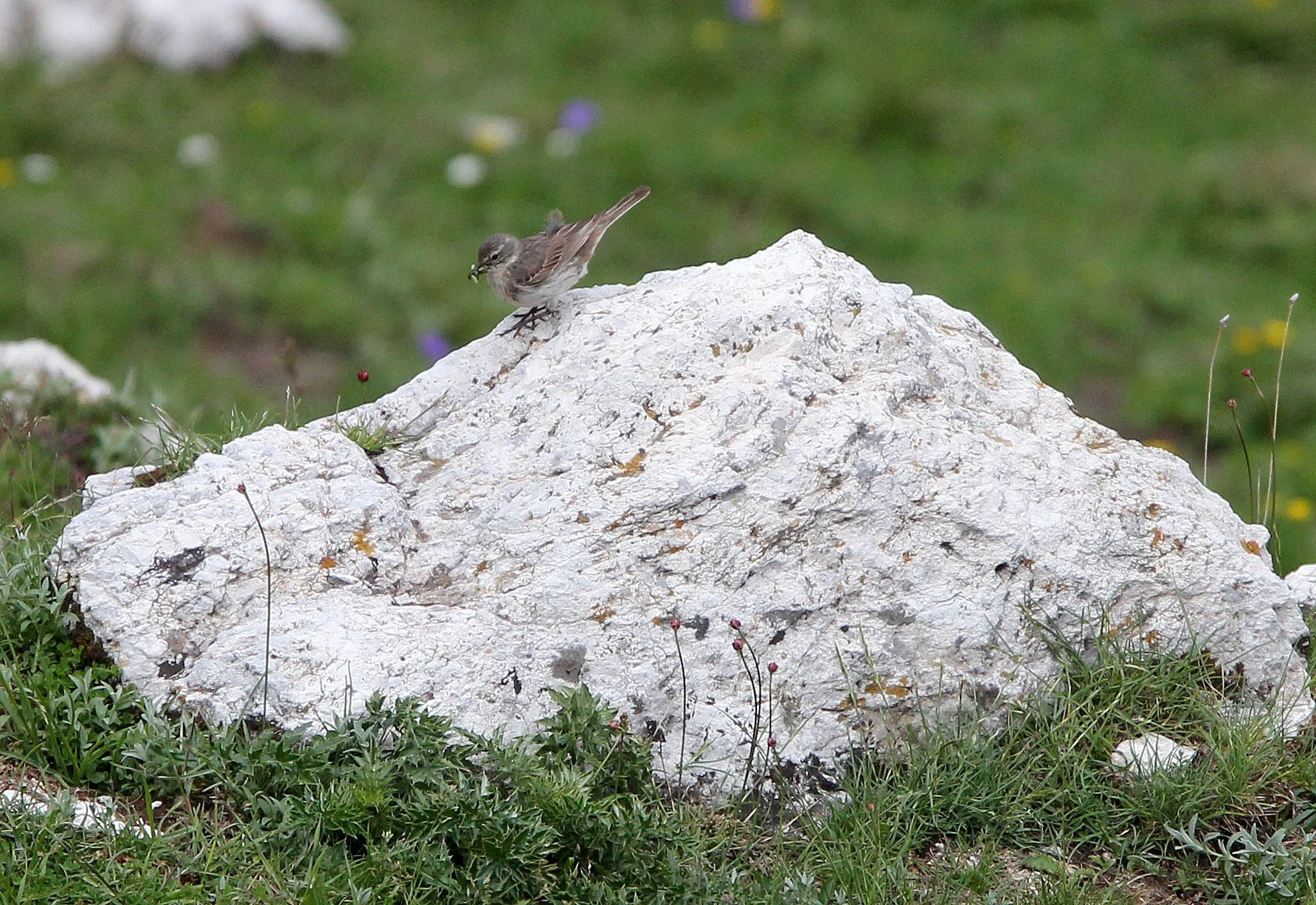 Tawny Pipit (Anthus campestris) ABRUZZO NATIONAL PARK ITALY (8).JPG