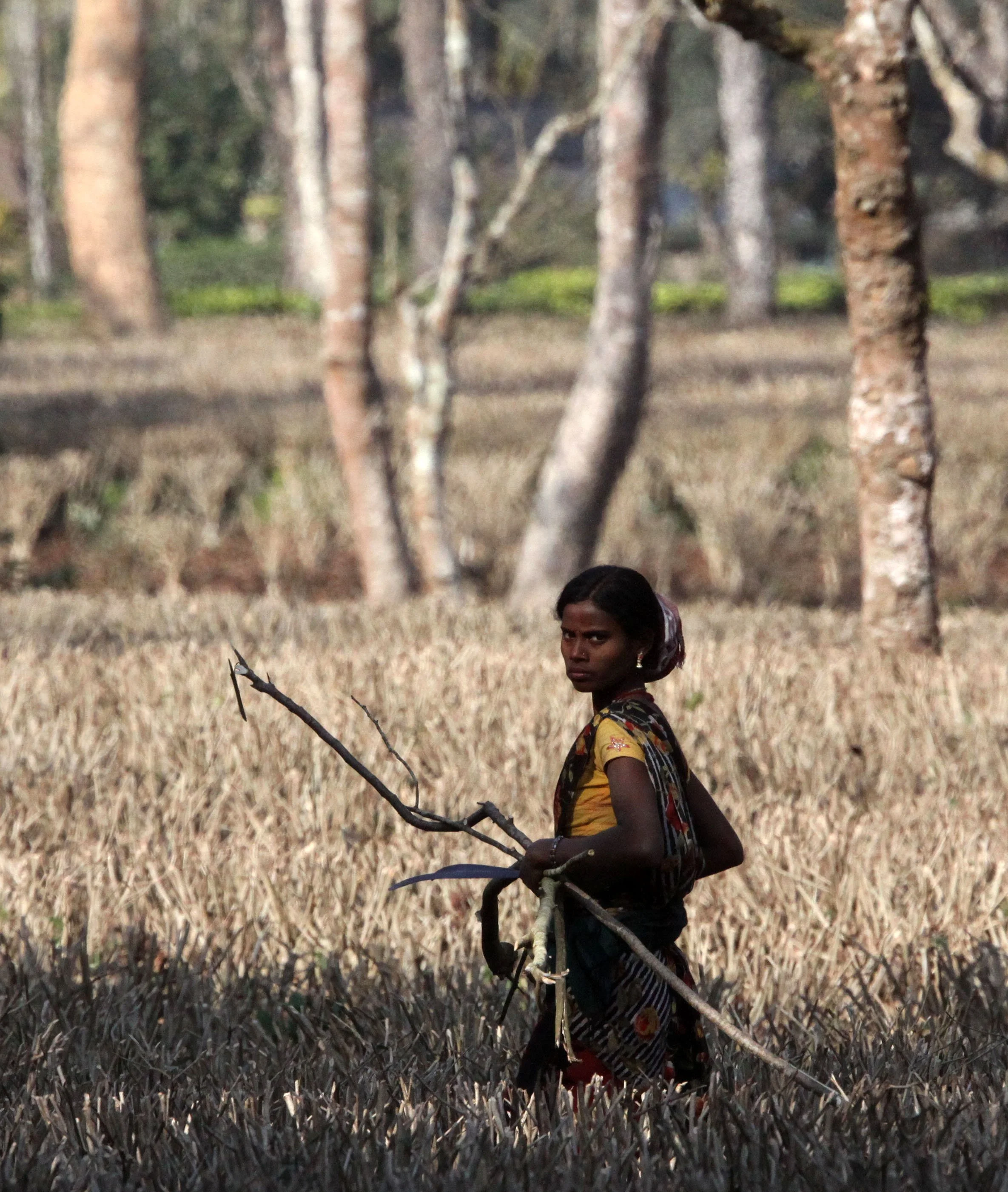 ASSAM - KAZIRANGA NATIONAL PARK ASSAM INDIA - HONEYCOMBS (11).JPG