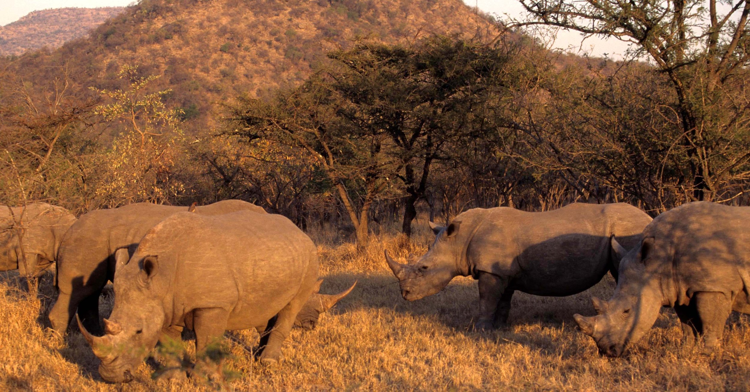 Ceratotherium simum simum - SOUTHERN WHITE RHINO - PRIVATE GAME FARM NEAR KRUGER scanned slides (6).jpg