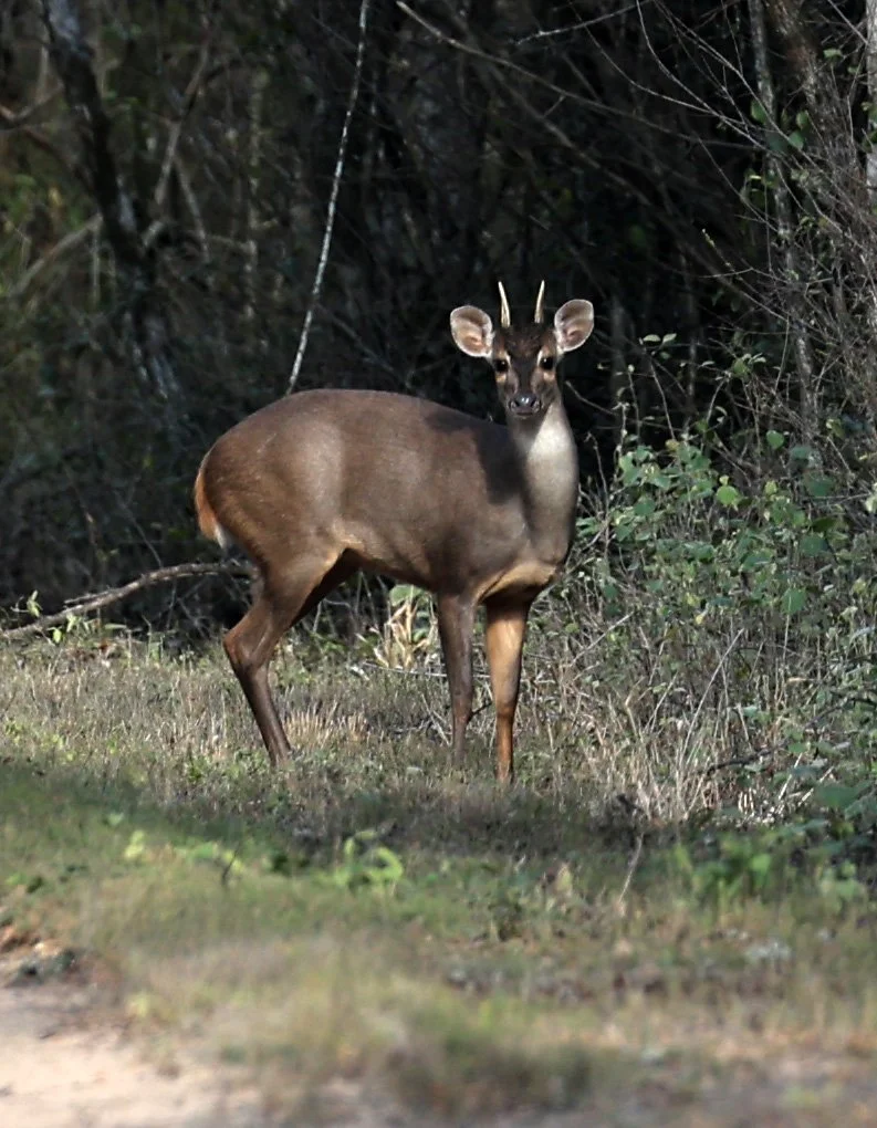 Southern Brown Brocket (Subulo gouazoubira) Selva Serena Natural Reserve (21).jpg