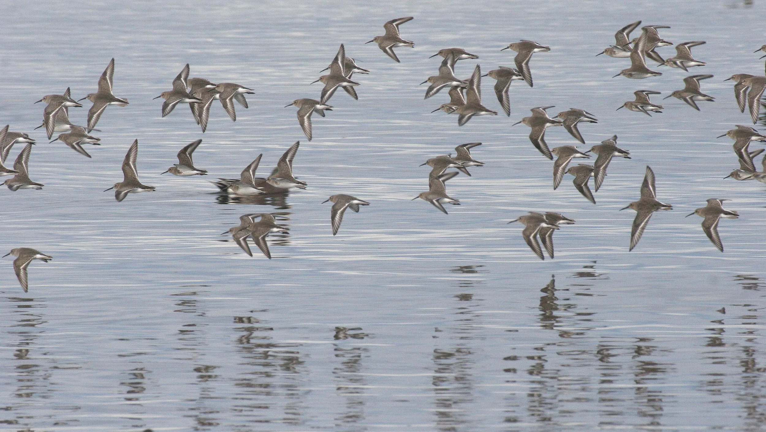 BIRD - DUNLINS - THREE CRABS (26).jpg