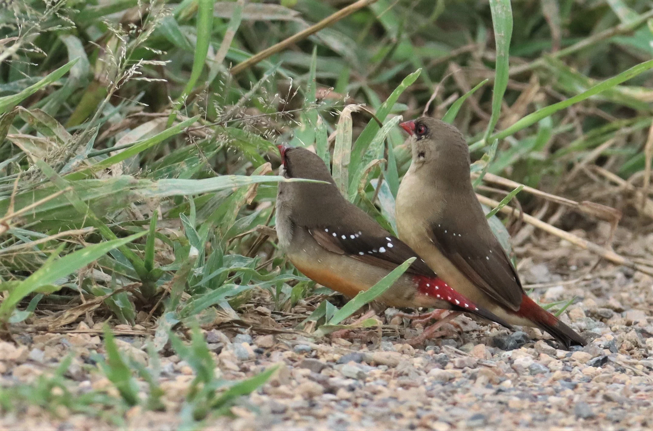 RED AVADAVAT - Amandava amandava - THAP YAO RICE FIELDS LAT KRABANG (64).jpg