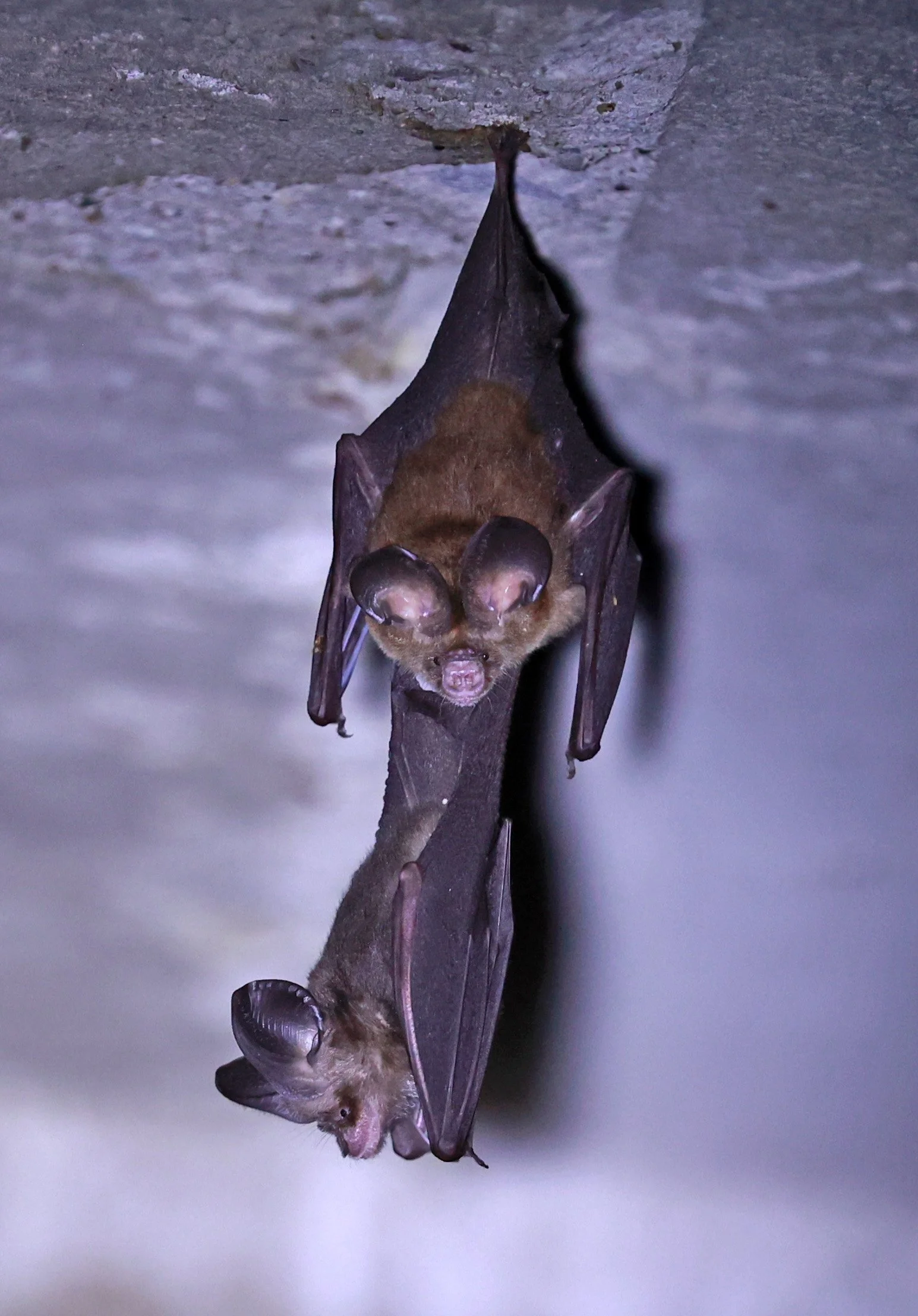 Hipposideros gentilis 