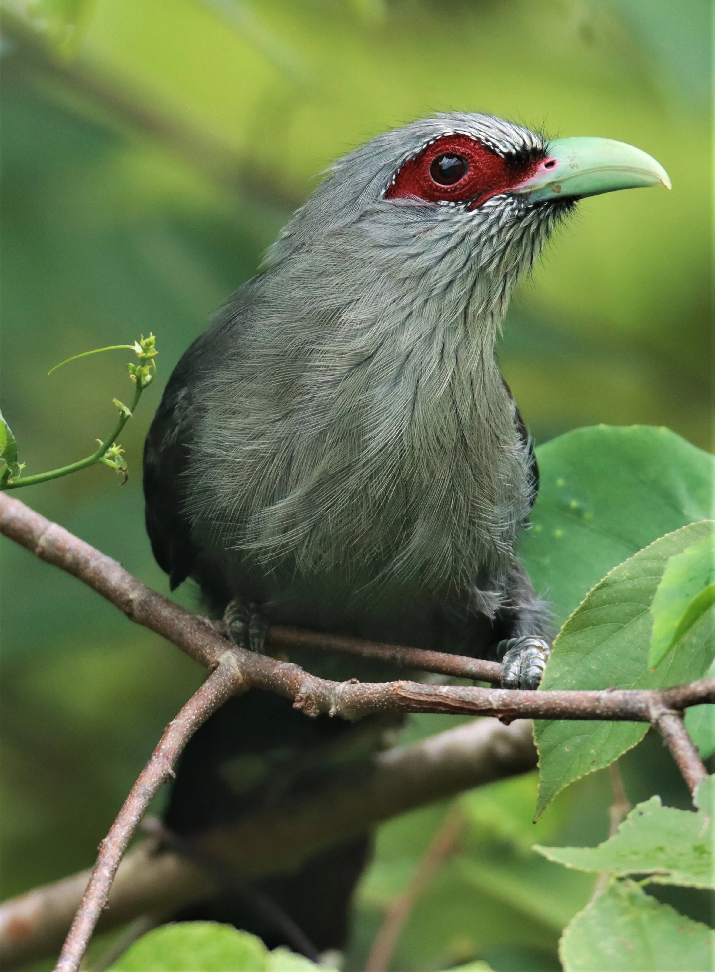 Green-billed Malkoha (Phaenicophaeus tristis) Nong Ya Plong Petchaburi Thailand (10).jpg
