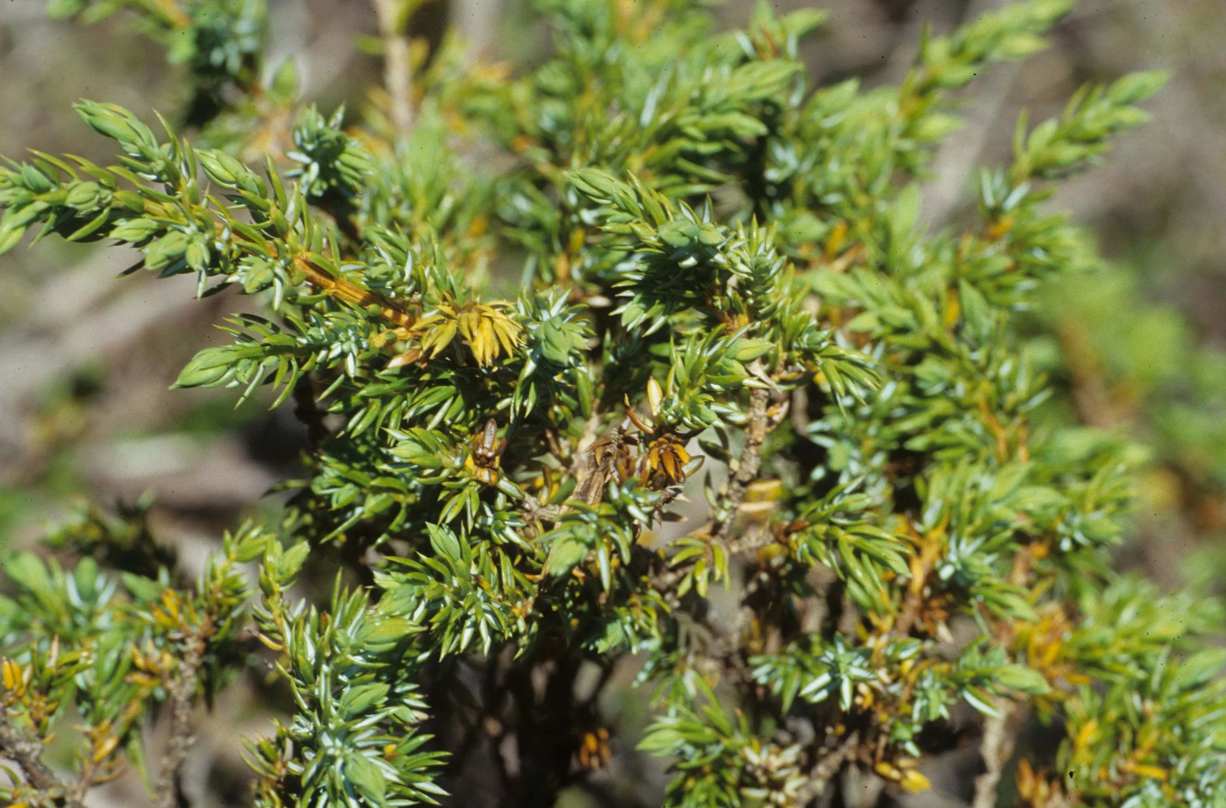MONTANA - GLACIER - JUNIPERUS SPECIES.jpg