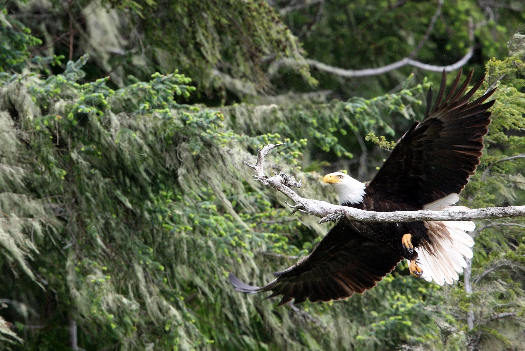 BIRD - EAGLE - BALD EAGLE - KNIGHT'S INLET BRITISH COLUMBIA (108).JPG