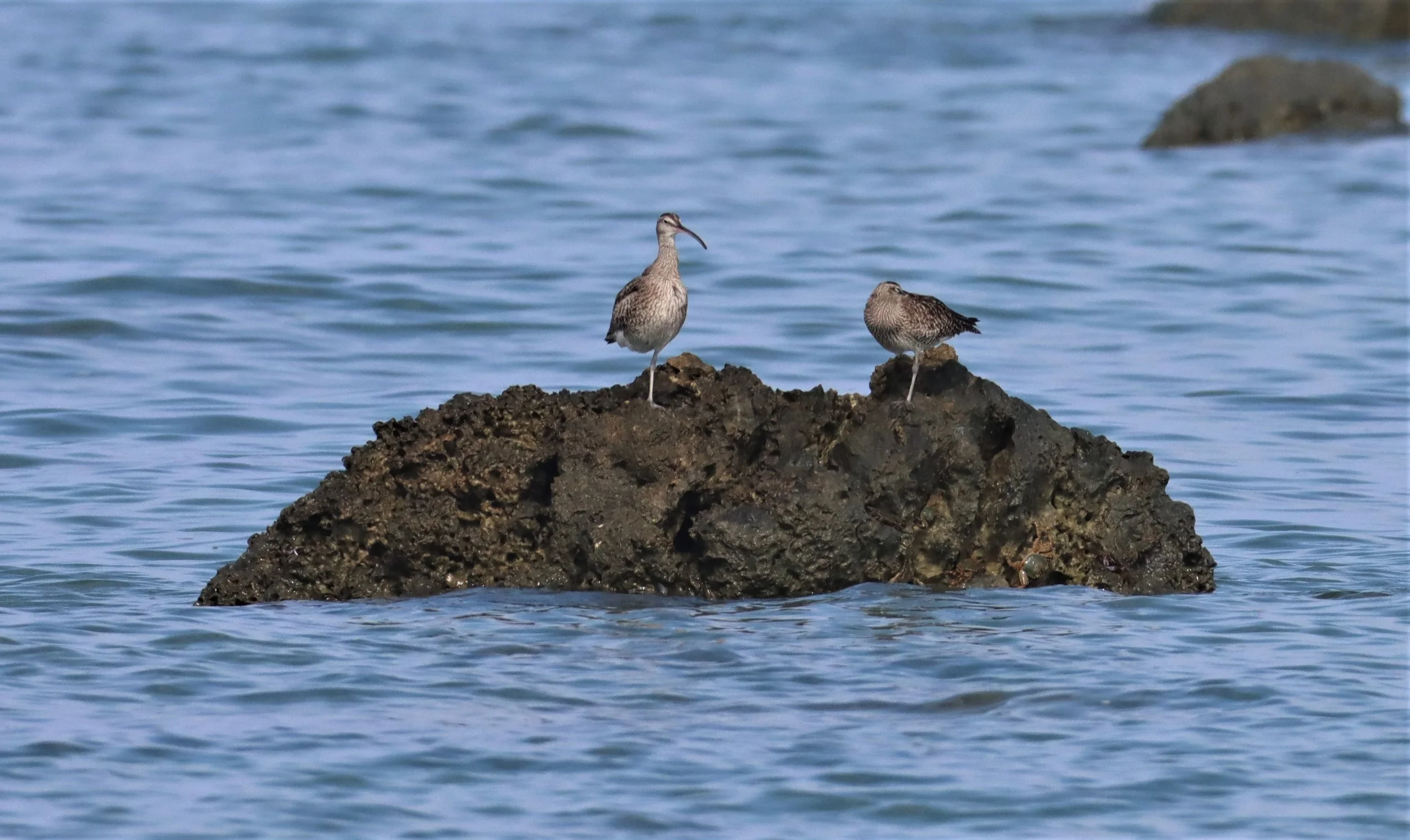 WHIMBREL - Numenius phaeopus - LAEM PAKARAM  PHANG NGA (31).jpg