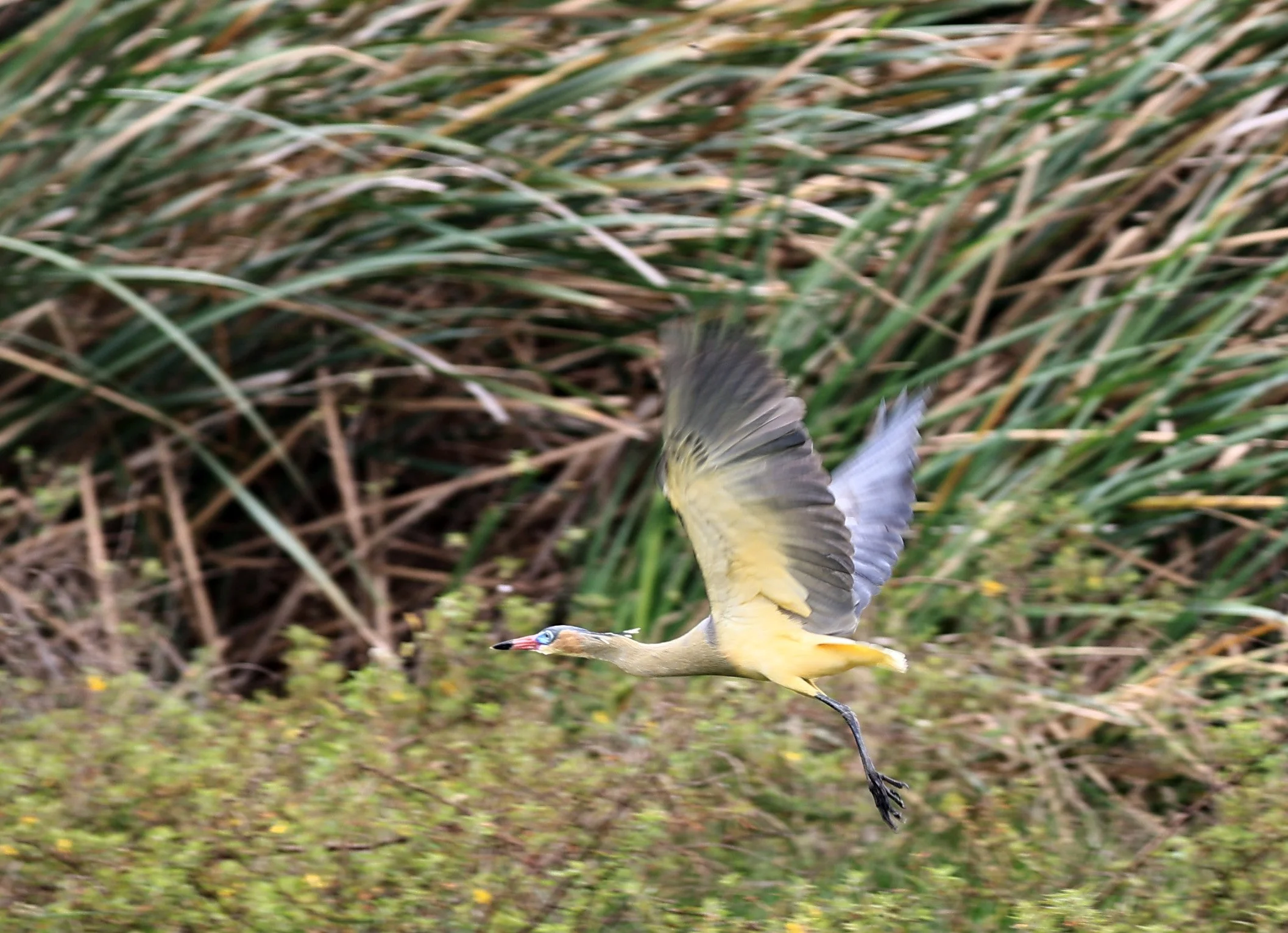 Whistling Heron (Syrigma sibilatrix) Agua Dulce Paraguay (11).jpg