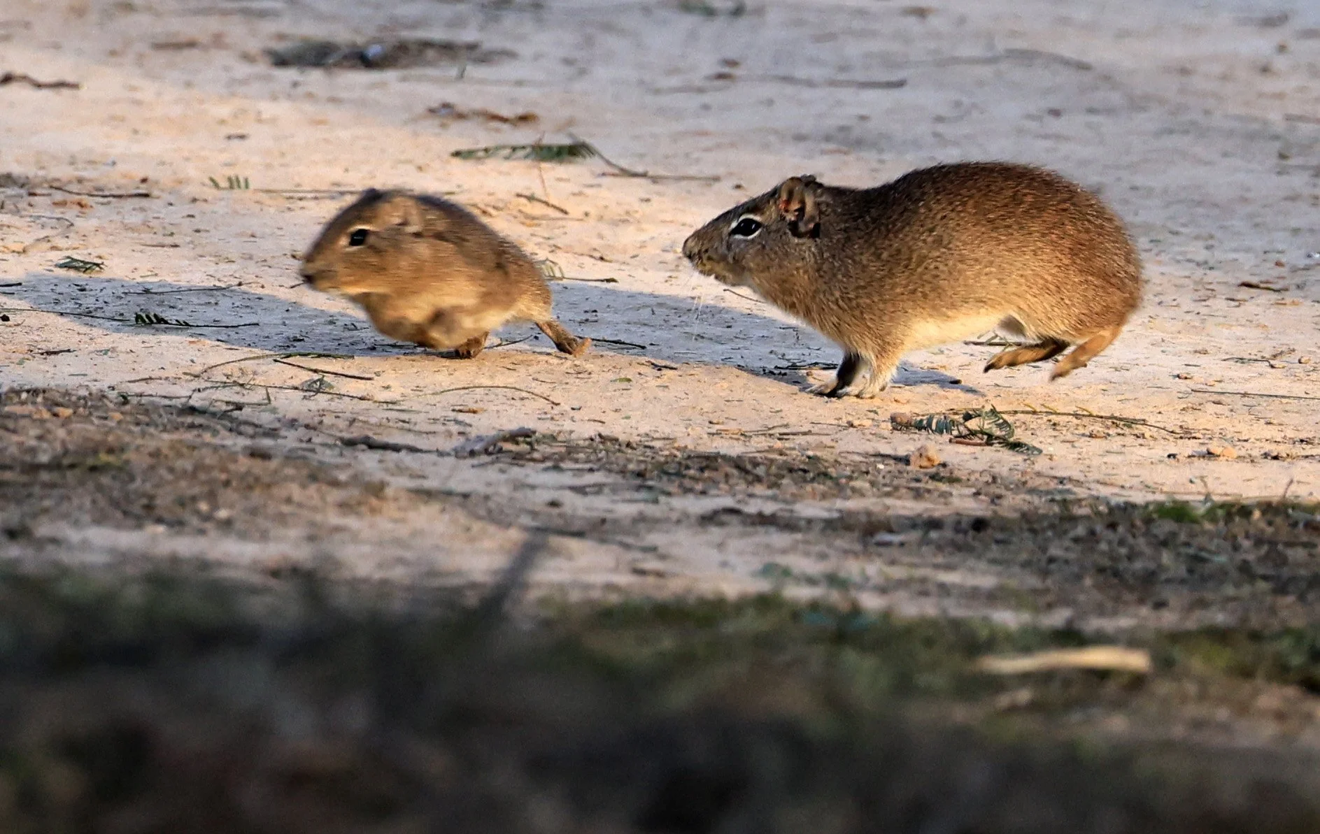 Lowland Yellow-Toothed Cavy (Galea leucoblephara) Hotel Iparoma Campestre Paraguay (31).jpg