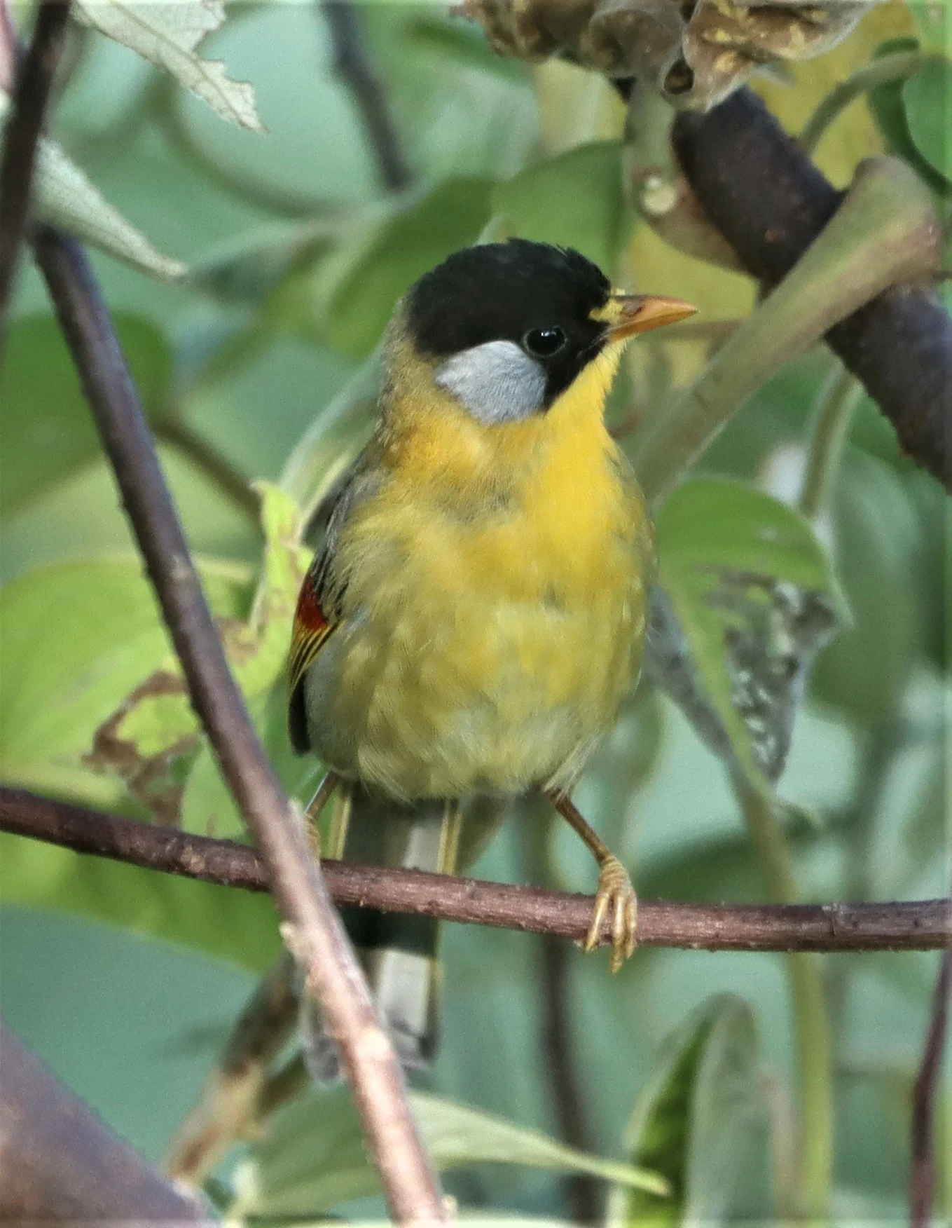 MESIA - SILVER-EARED MESIA - Leiothrix argentauris - DOI ANG KANG CHIANG MAI (35).jpg