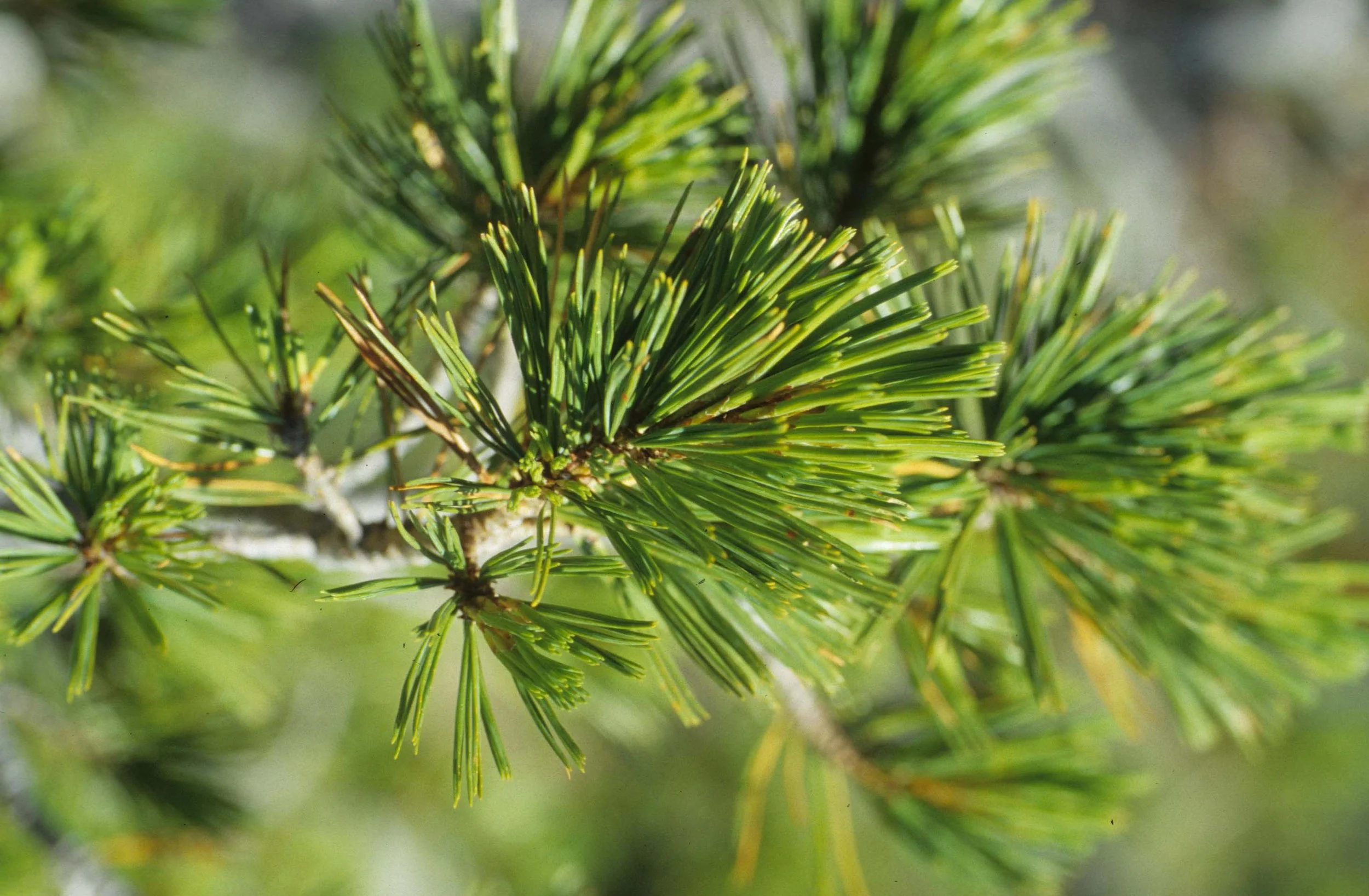 MONTANA - GLACIER - PINUS SPECIES.jpg