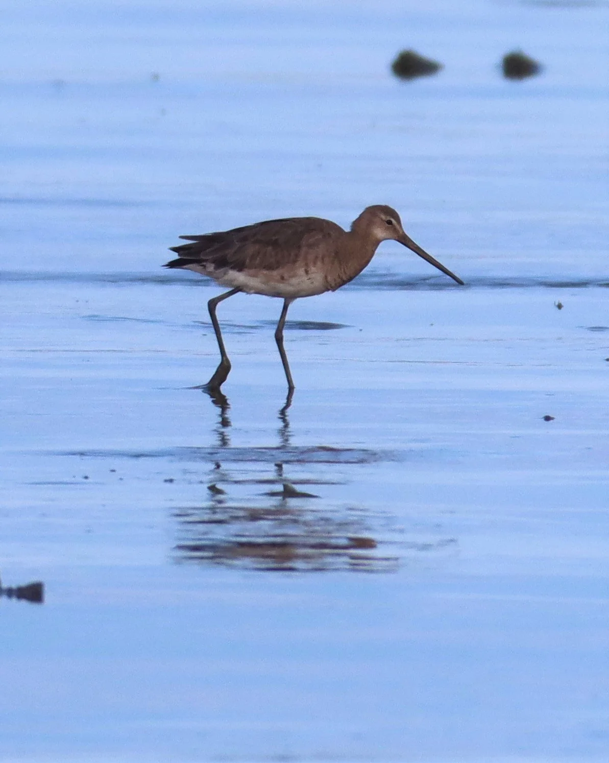 GODWIT - BLACK-TAILED GODWITS - Limosa limosa - Mangrove Forest Research Center Samut Sakorn (2).jpg
