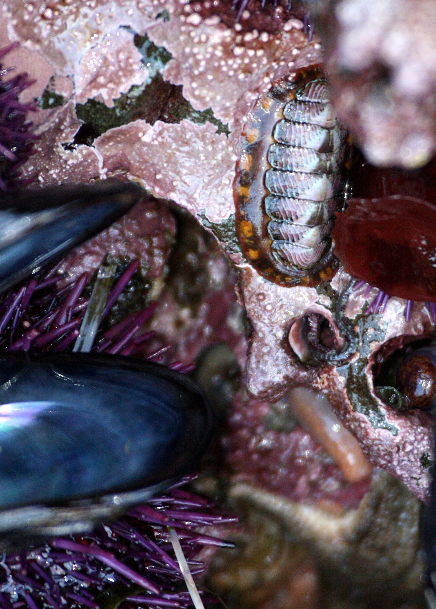 INVERT - MARINE INTERTIDAL - BARNACLE - THATCHED ACRORN BARNACLE - SALT CREEK WA (2).JPG