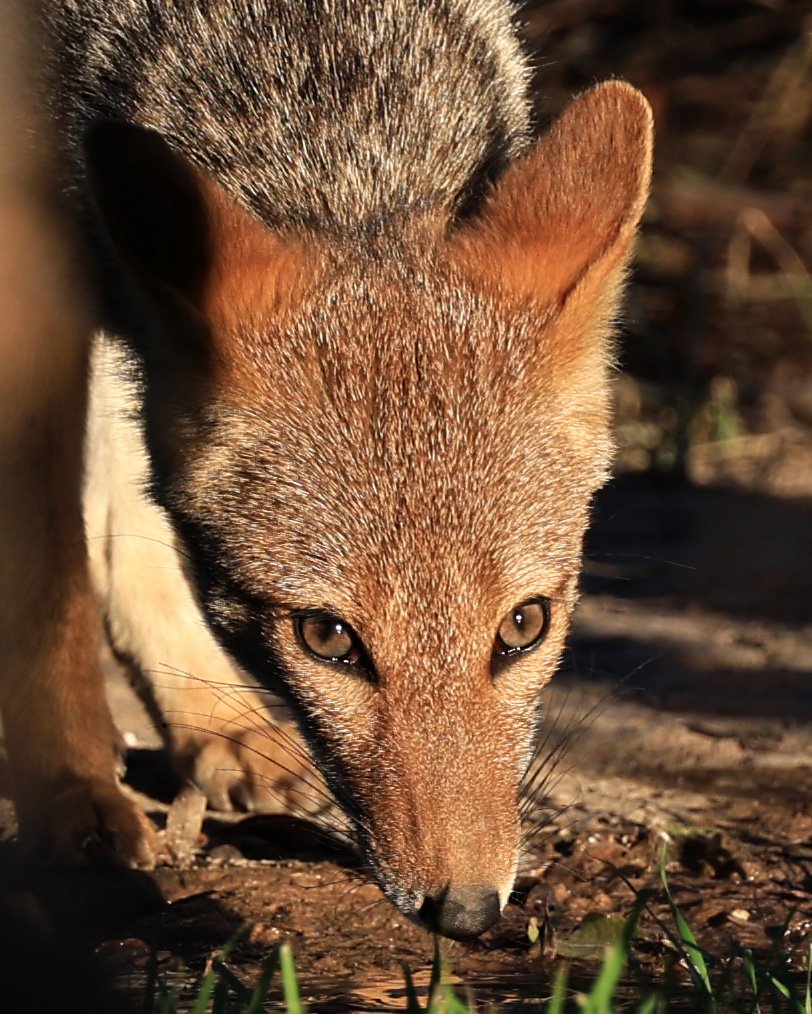 Pampas Fox (Lycalopex gymnocerca) Reserva Natural Canada el Carmen, Paraguay  (77).jpg