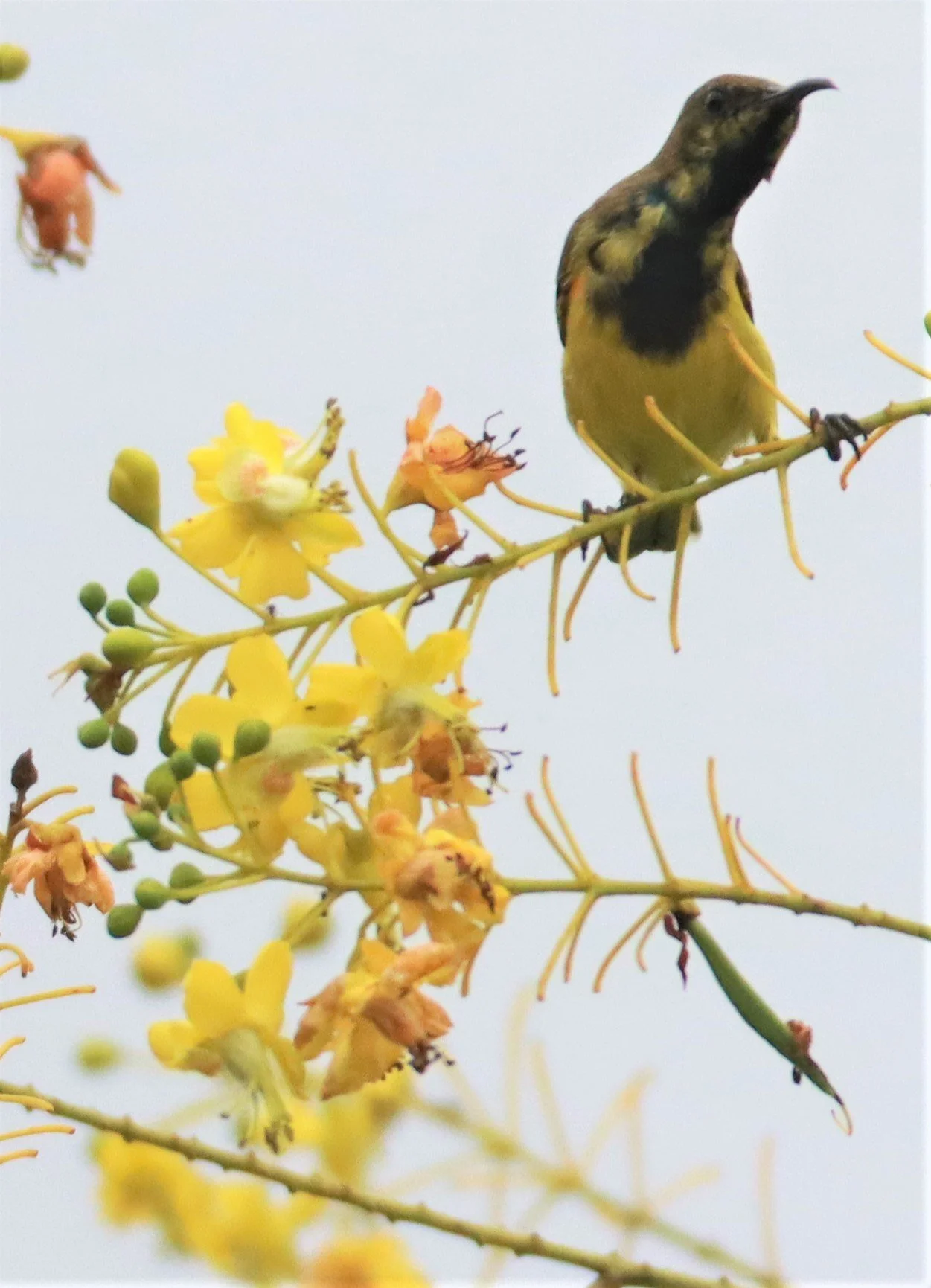 SUNBIRD - OLIVE-BACKED SUNBIRD - Nectarinia jugularis - NONG YA PLONG PETCHABURI (79).jpg