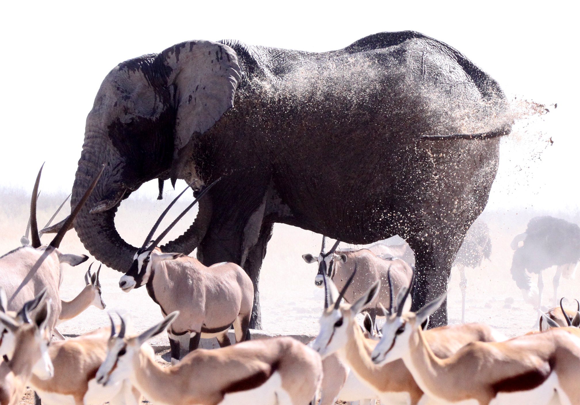 ELEPHANT - AFRICAN ELEPHANT - ETOSHA NATIONAL PARK NAMIBIA (34).JPG
