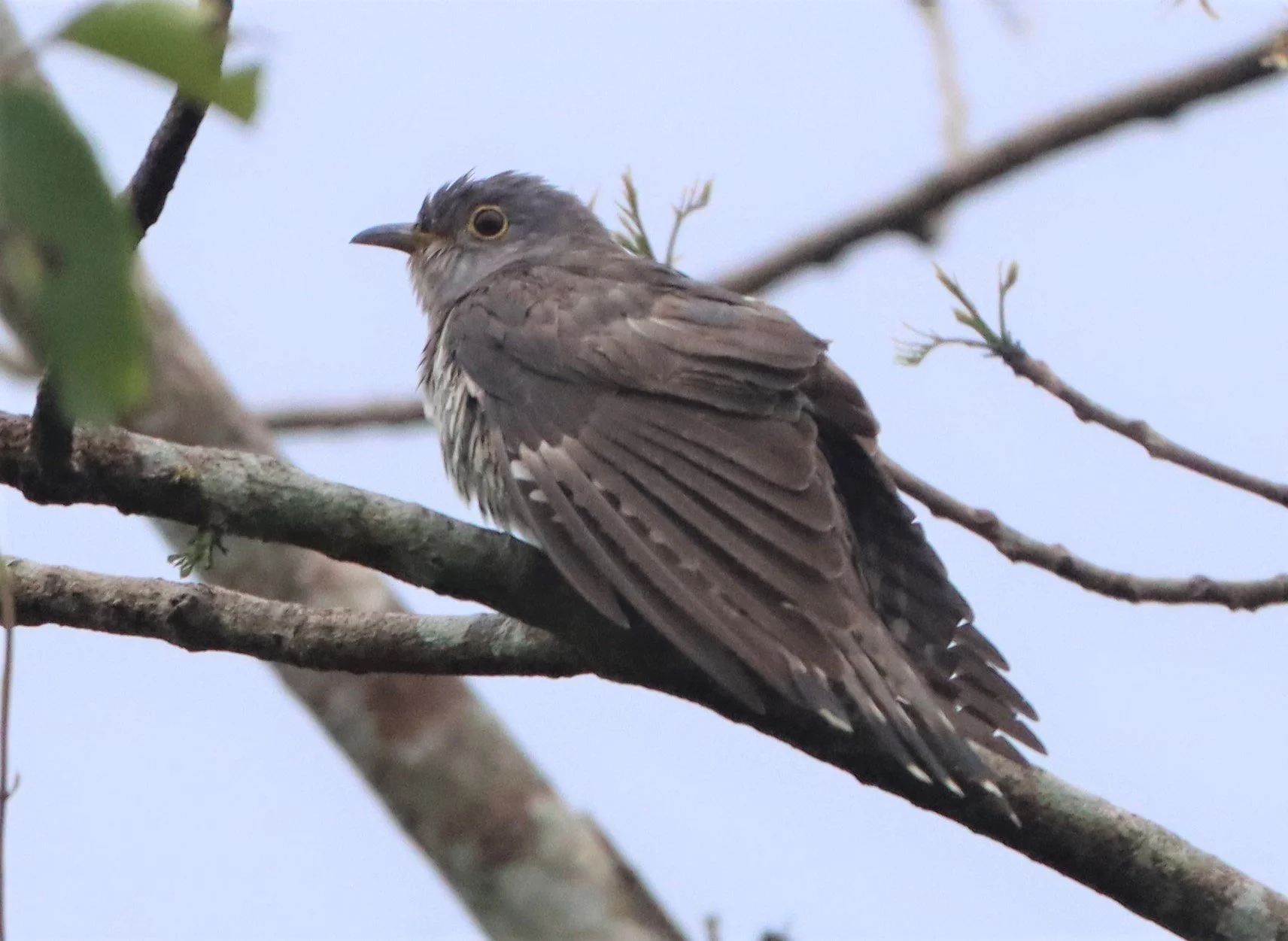 Indian Cuckoo (Cuculus micropterus) Kaeng Krachan NP Thailand (8).jpg