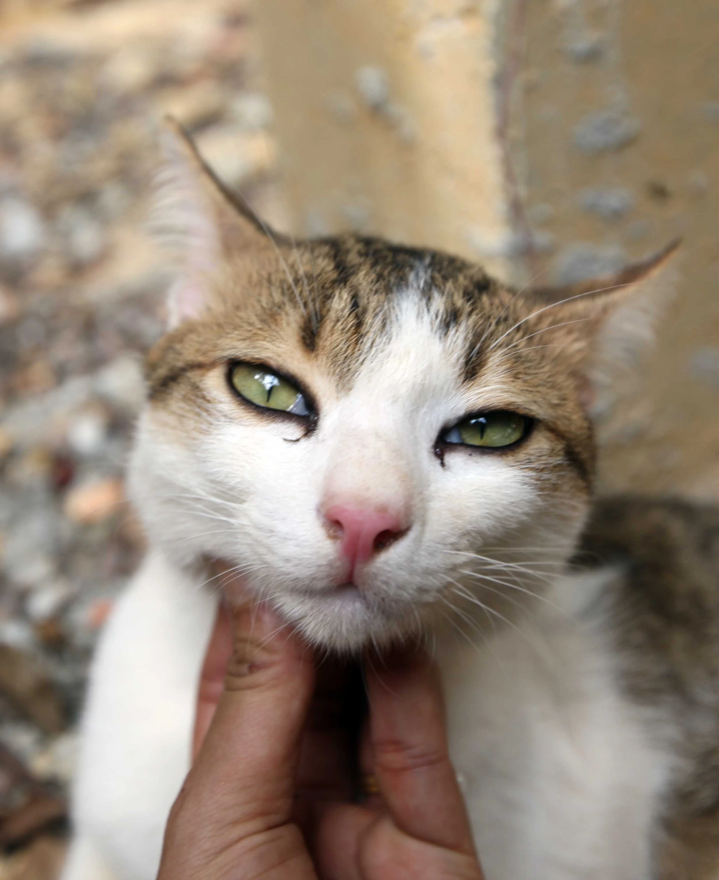 2015 Koh Lanta Songkran with friends from ISB (62).JPG