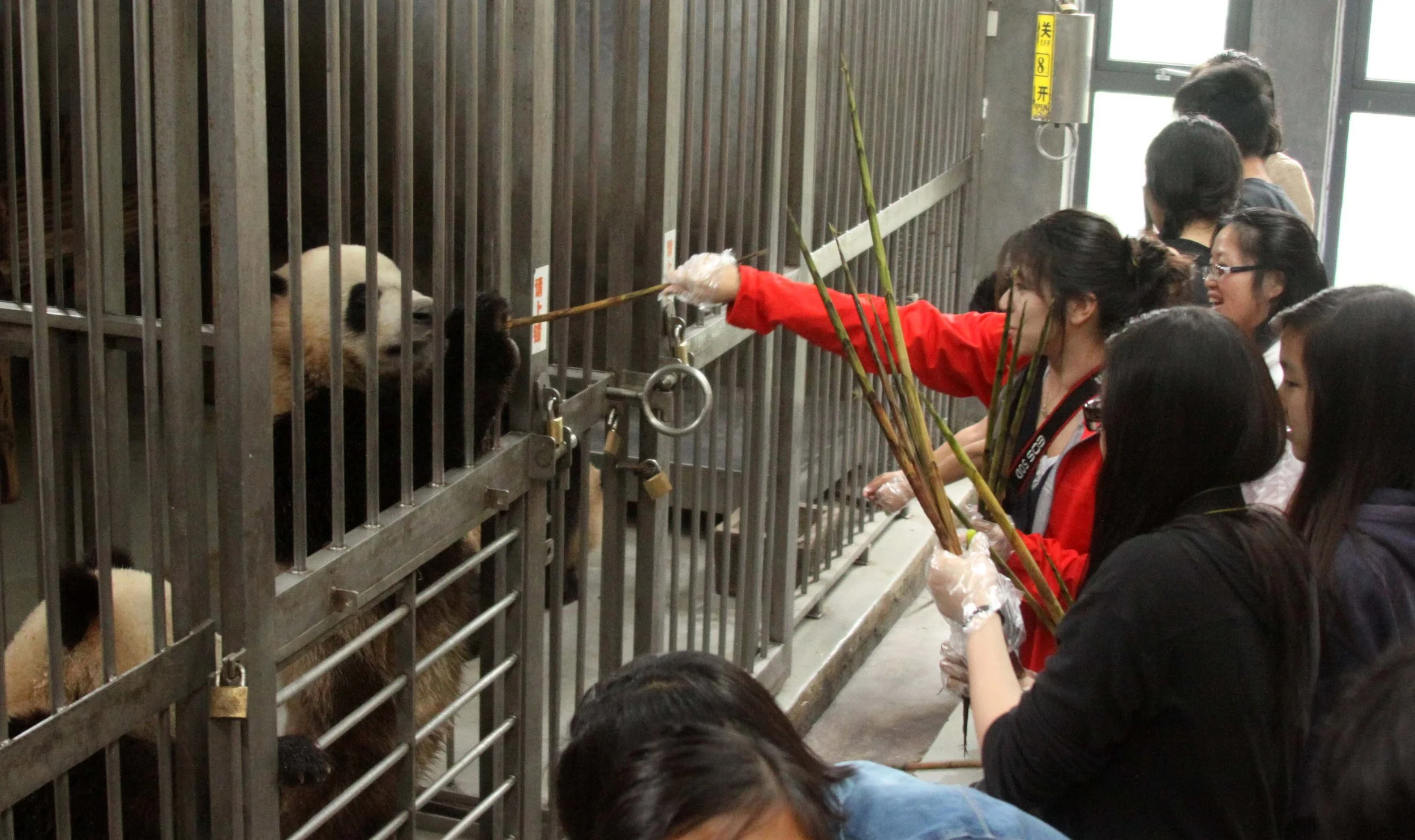 CHENGDU GIANT PANDA BREEDING CENTER - CHINA ALIVE 2011 (26).JPG