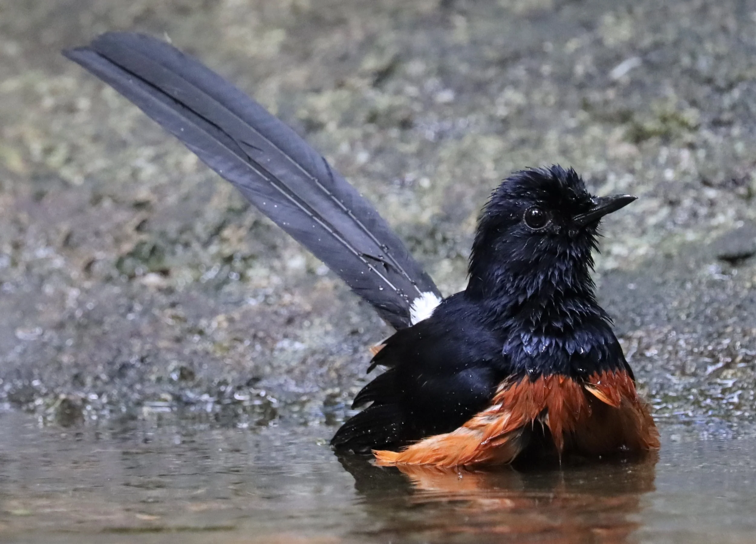 SHAMA - WHITE-RUMPED SHAMA - Copsychus malabaricus - WAT THAM PRATHUN CHONBURI (8).jpg
