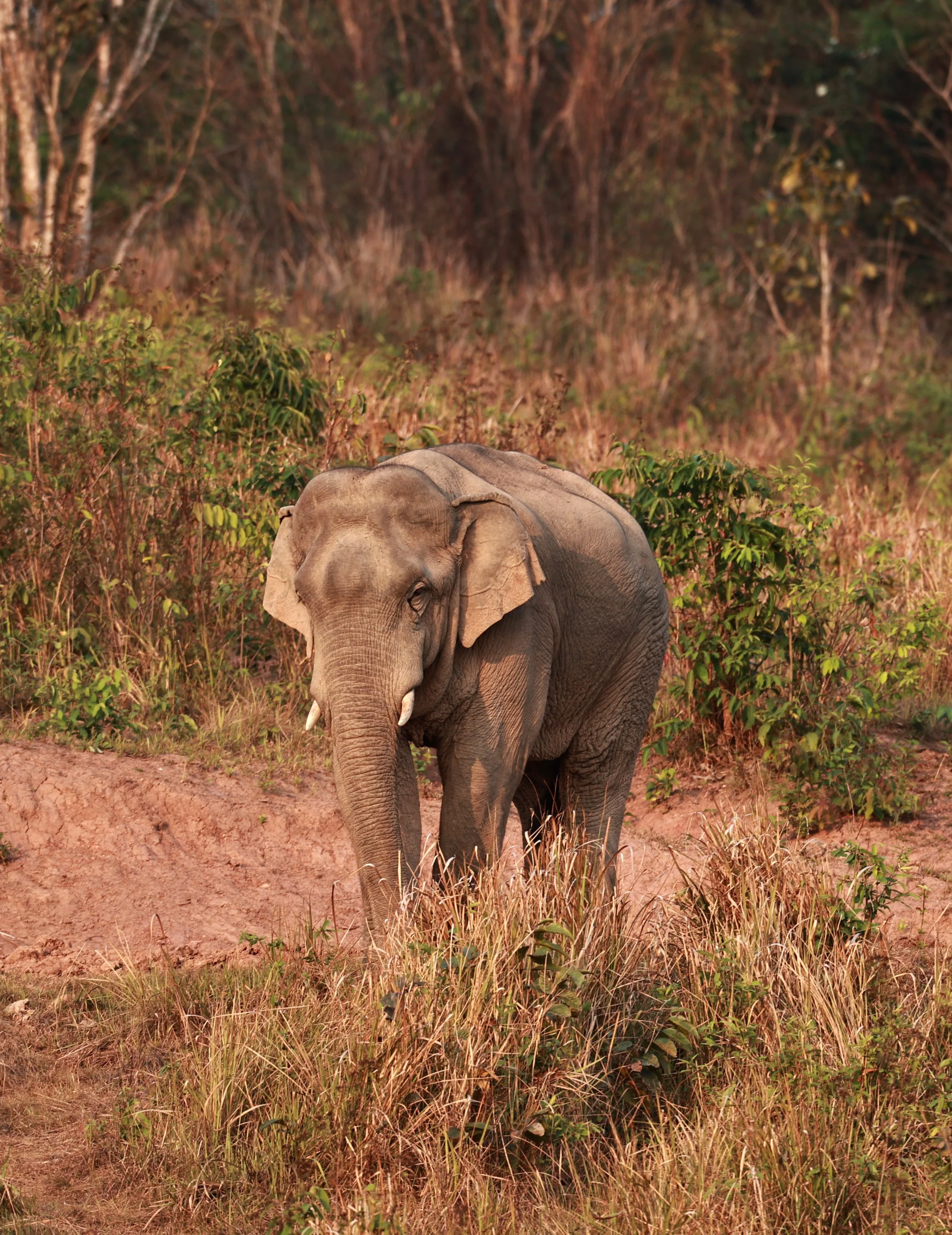 Asian Elephant (Elephas maximus) Khao Yai National Park, Thailand (18).jpg