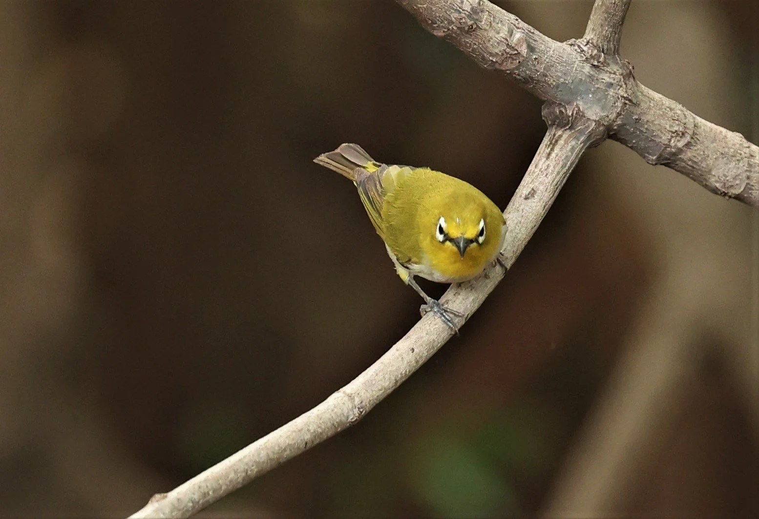 Swinhoe's White-eye (Zosterops simplex) Bang Pu Recreational Park & Mangrove Forest (105).jpg