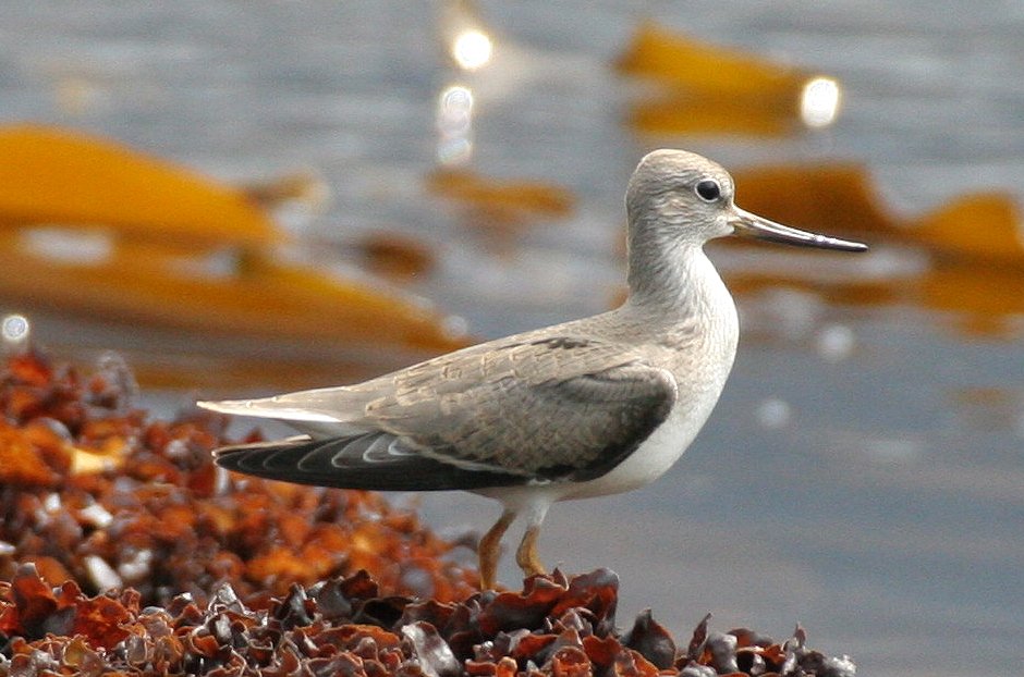 BIRD - SANDPIPER - TEREK SANDPIPER - KURIL ISLANDS RUSSIA (5).jpg