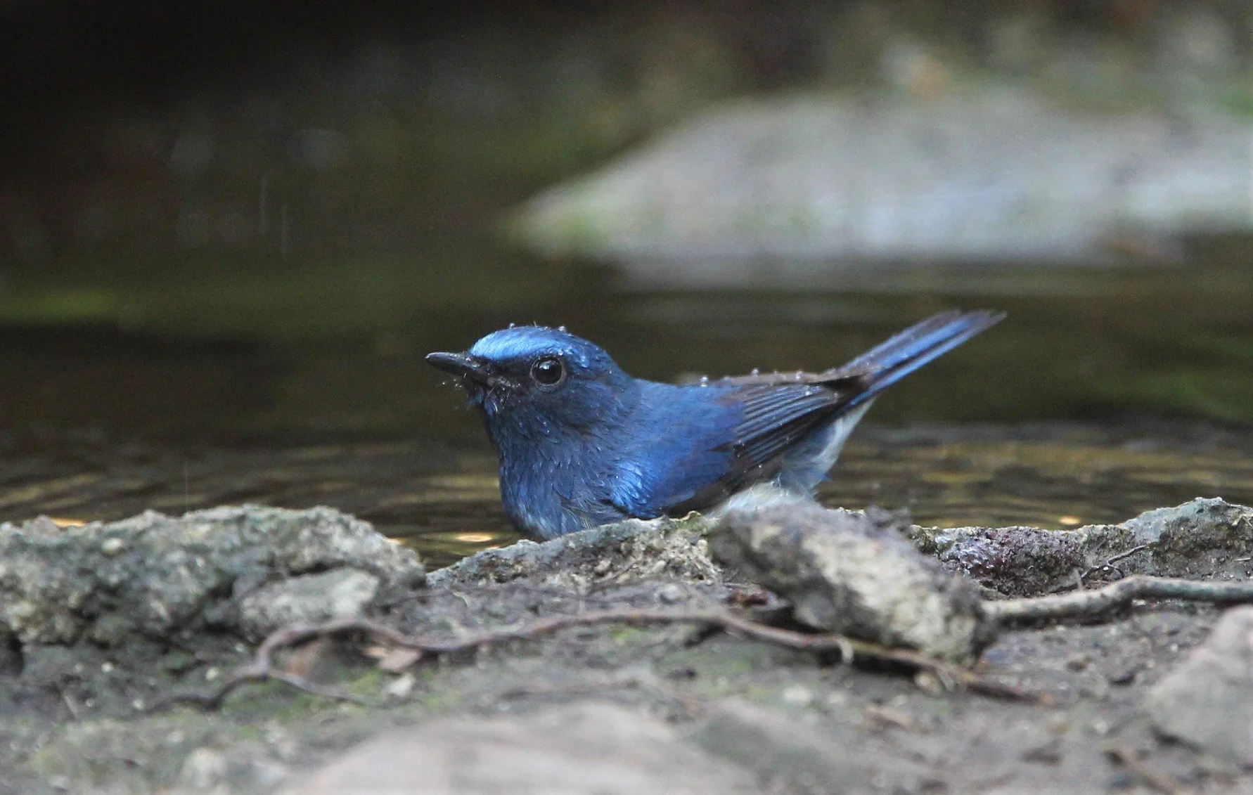 FLYCATCHER - HAINAN BLUE FLYCATCHER - Cyornis hainanus - LUNG SIN HIDE, KAENG KRACHAN AREA J (6).jpg