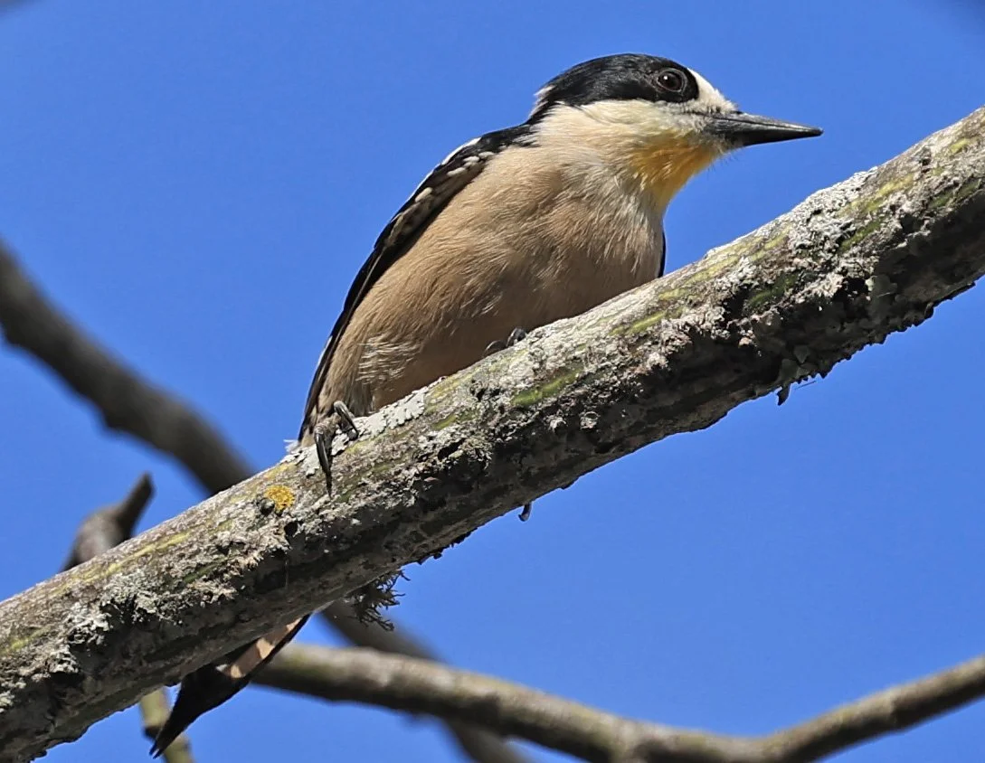 White-fronted Woodpecker (Melanerpes cactorum) Hotel Campestre Iparoma Paraguay (1).jpg