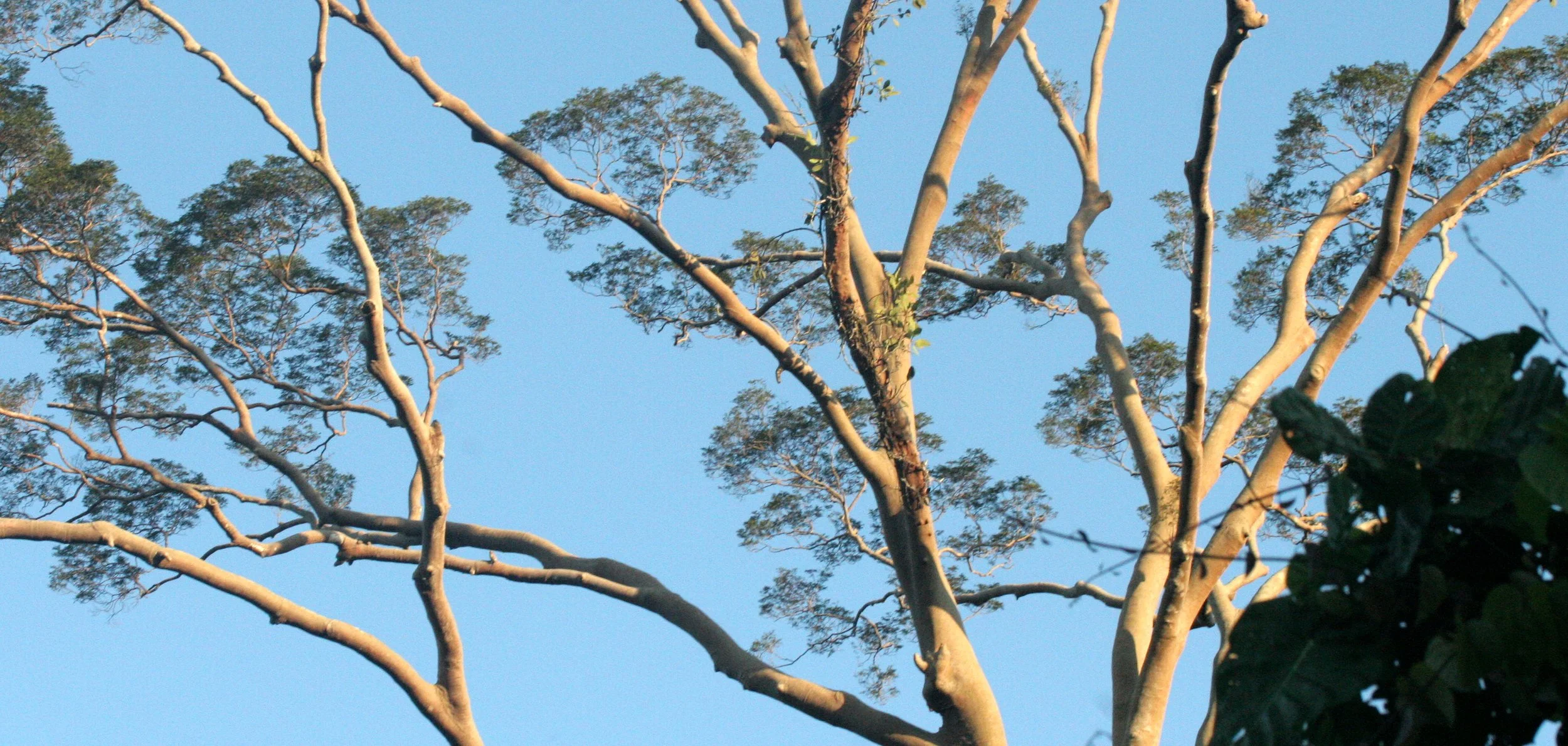 TABIN WILDLIFE RESERVE BORNEO - KOOMPASIA EXCELSA - VIEWS OF (8).JPG