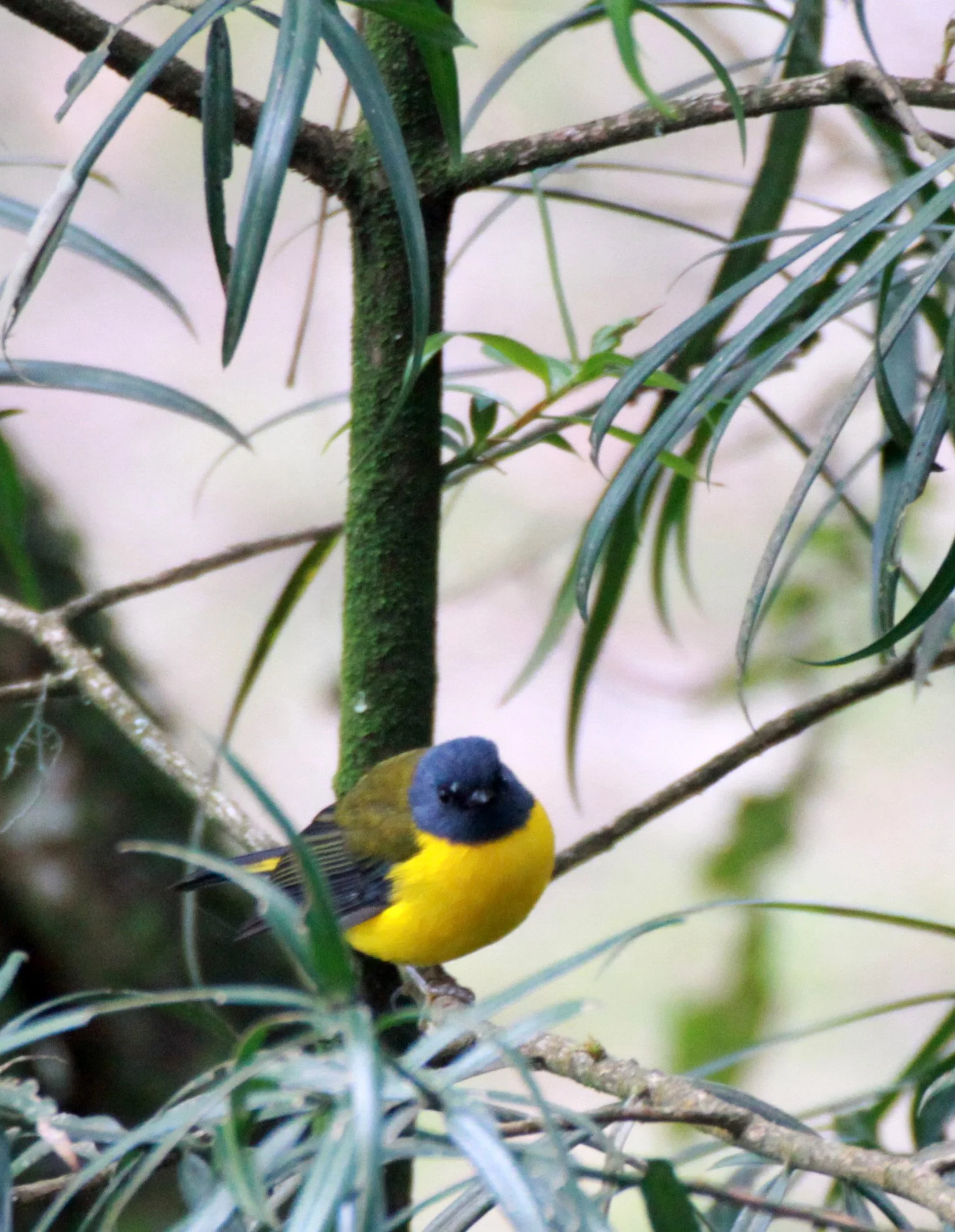 BIRD - ROBIN - WHITE-STARRED ROBIN - RWENZORI NATIONAL PARK UGANDA (2).JPG