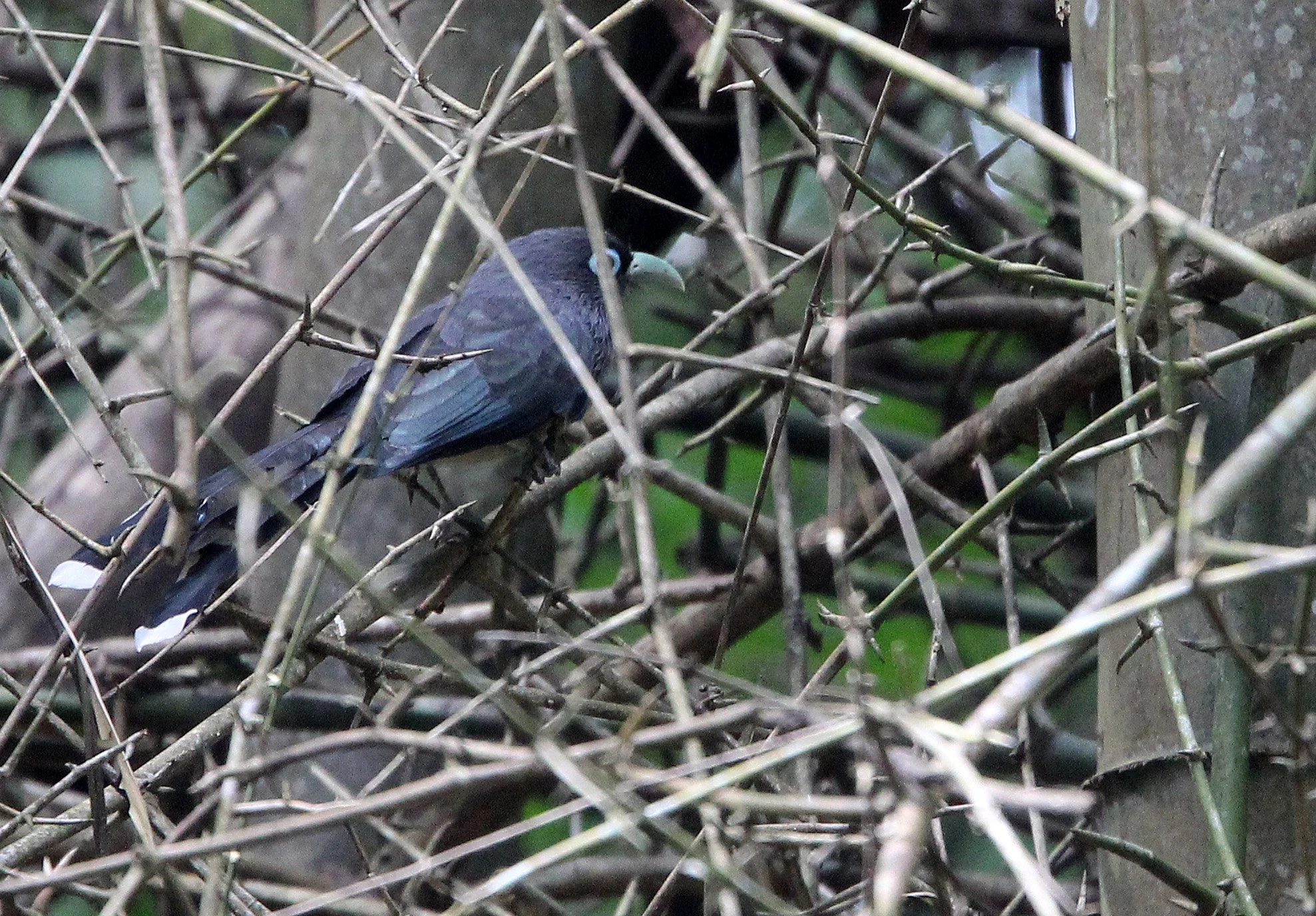 Blue-faced Malkoha (Phaenicophaeus viridirostris) Indira Gandhi Topslip NP Tamil Nadu India 
