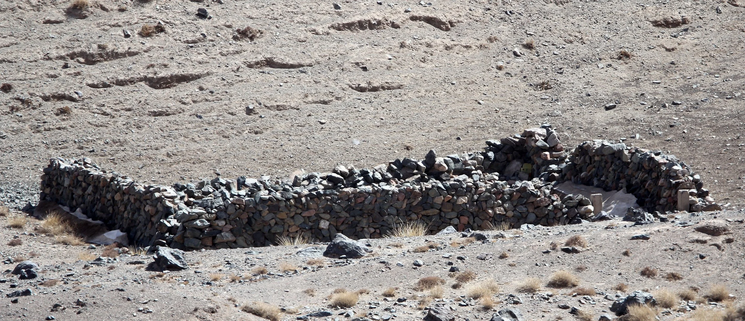 LOP NUR WILD BACTRIAN CAMEL RESERVE - XINJIANG CHINA (148).JPG