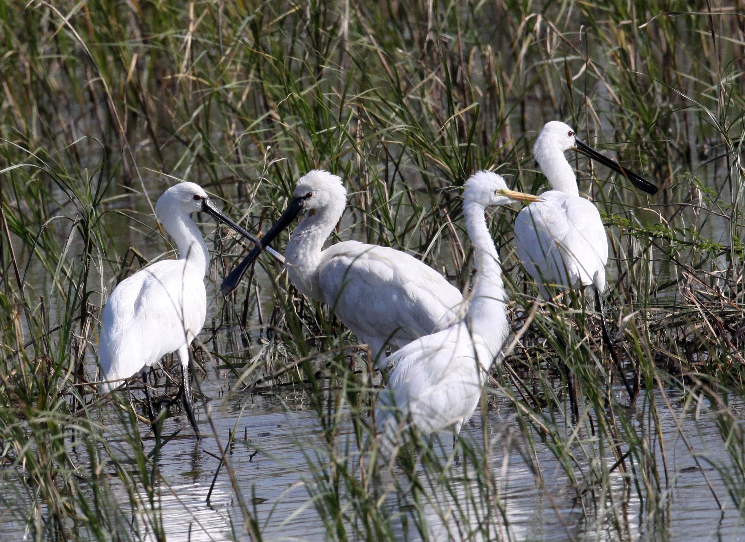 SPOONBILL - EURASIAN SPOONBILL - Platalea leucorodia - LITTLE RANN OF KUTCH GUJARAT INDIA (15).JPG