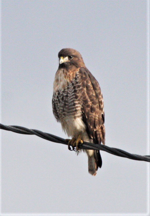 Buteo jamaicensis - RED-TAILED HAWK - JAMESTOWN WA aa1.jpg