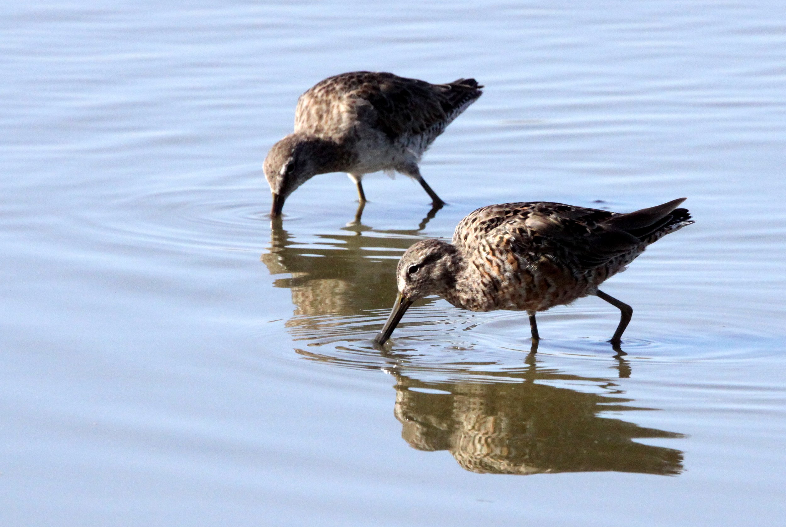 BIRD - DOWITCHER - LONG-BILLED DOWITCHER - SAN JOAQUIN WILDLIFE RESERVE IRVINE CALIFORNIA (4).JPG