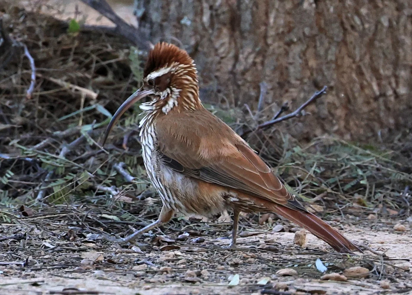 Scimitar-billed Woodcreeper (Drymornis bridgesii) Hotel Iparoma Campestre Paraguay (21).jpg