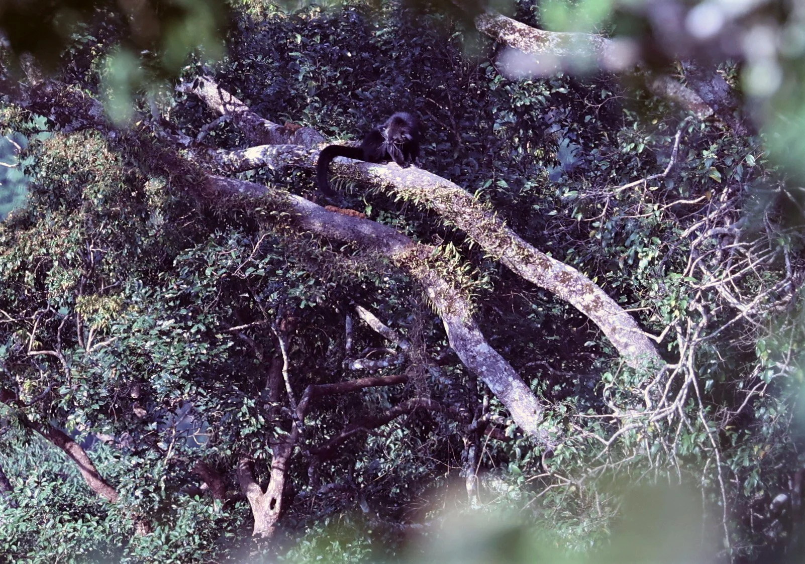 Arctictis binturong gairdneri - SIAMESE BINTURONG - KAENG KRACHAN PHANOEN THUNG 26 NOV 2021 (22).jpg